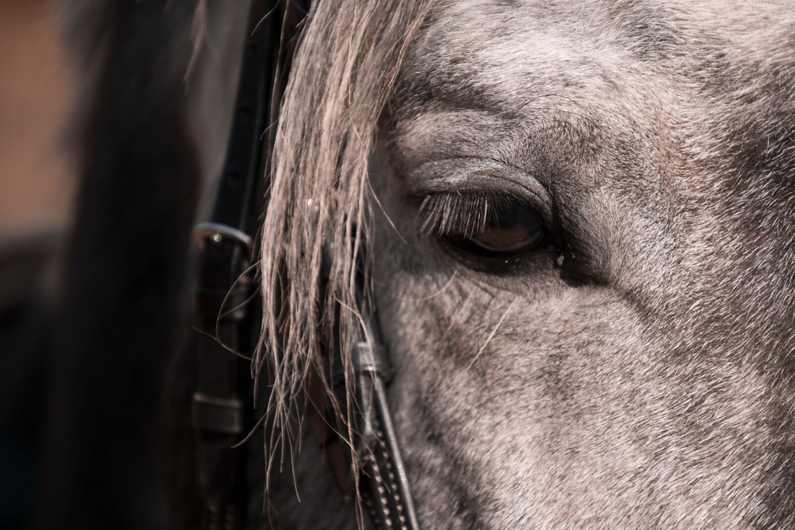 Nikon D750 sample photo. Horse, mold, animal photography
