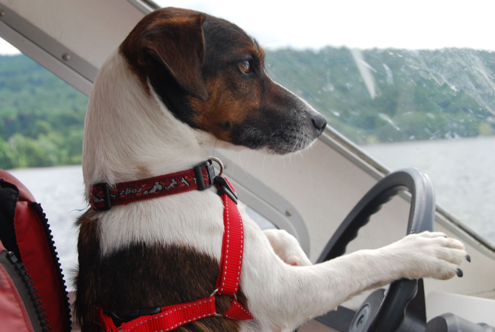 Nikon D40X sample photo. Jack russell terrier, dog photography