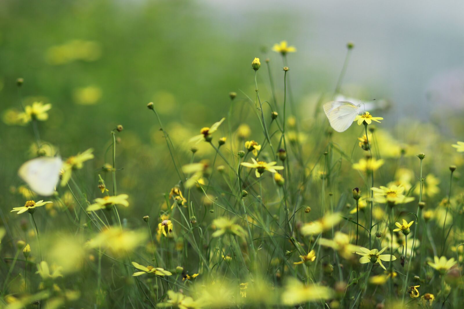 Canon EOS 500D (EOS Rebel T1i / EOS Kiss X3) sample photo. Flowers, butterfly, insects photography