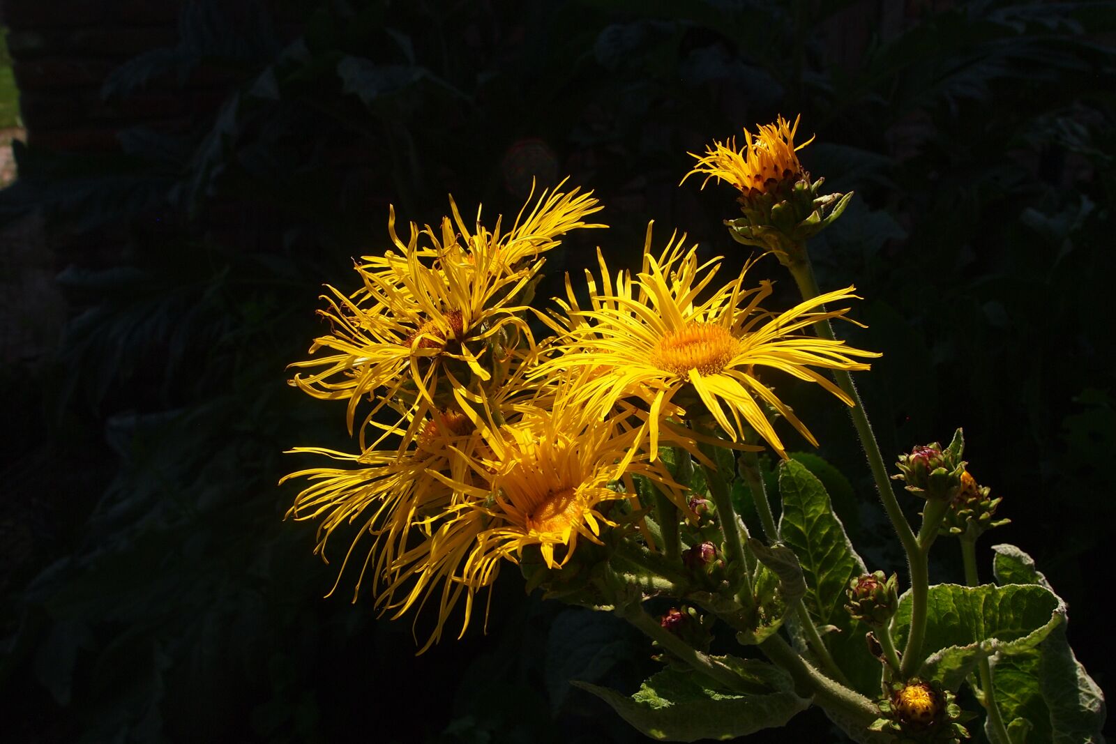 Olympus PEN E-PL1 sample photo. Yellow flower, flourish, petals photography