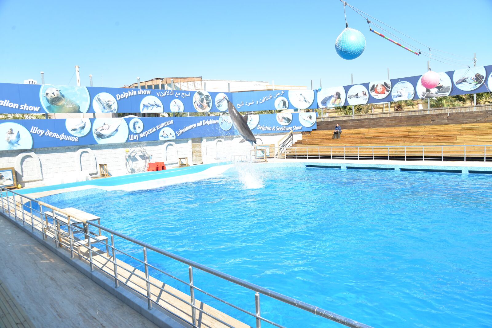 Nikon D610 sample photo. Dolphins, dolphin show, dolphin photography