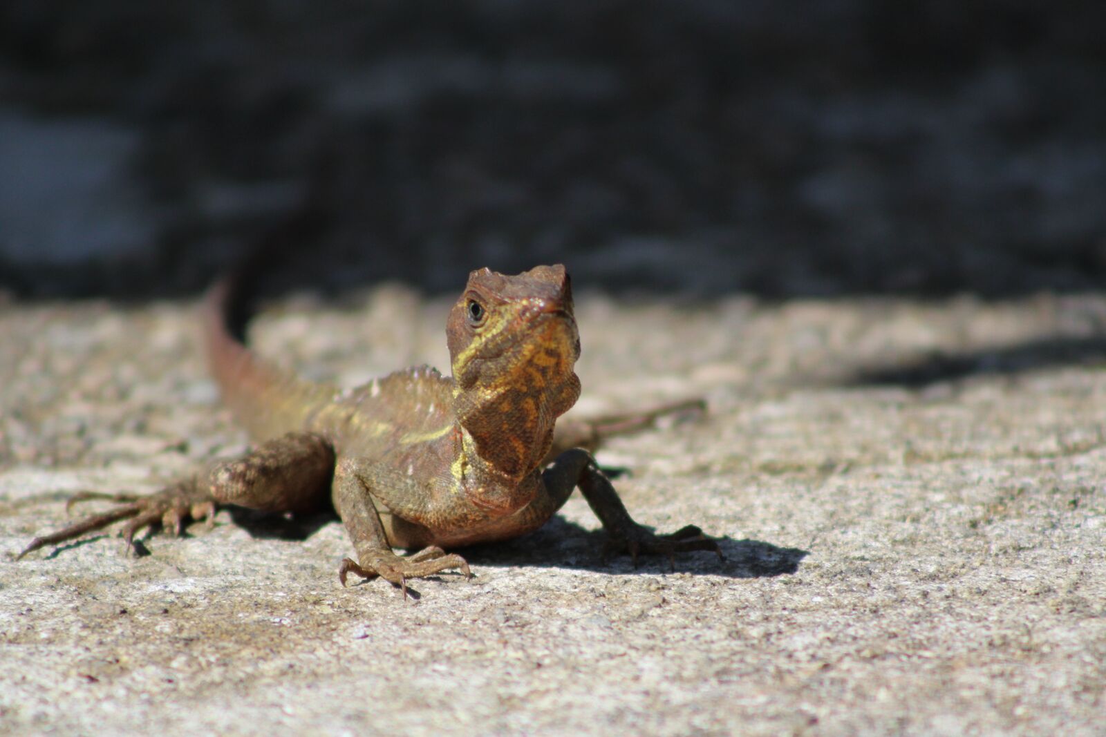 Canon EOS 1200D (EOS Rebel T5 / EOS Kiss X70 / EOS Hi) sample photo. Nature, animal, wildlife photography