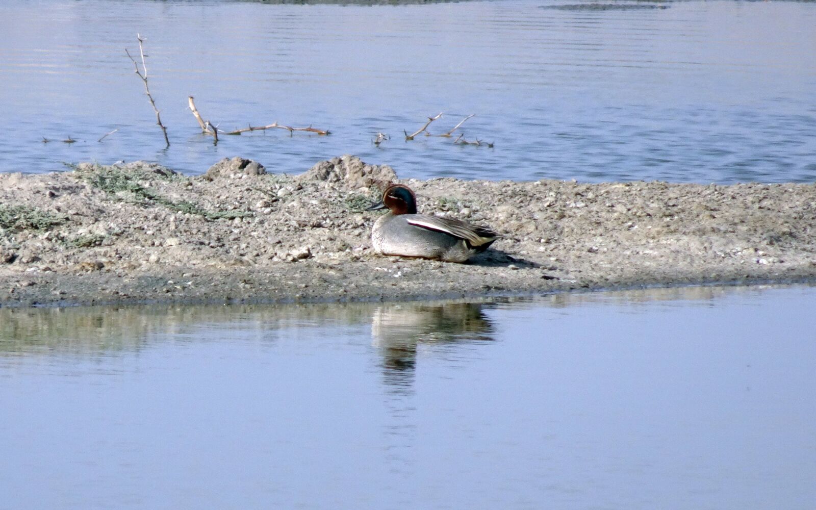 Sony Cyber-shot DSC-HX90V sample photo. Bird, duck, eurasian teal photography