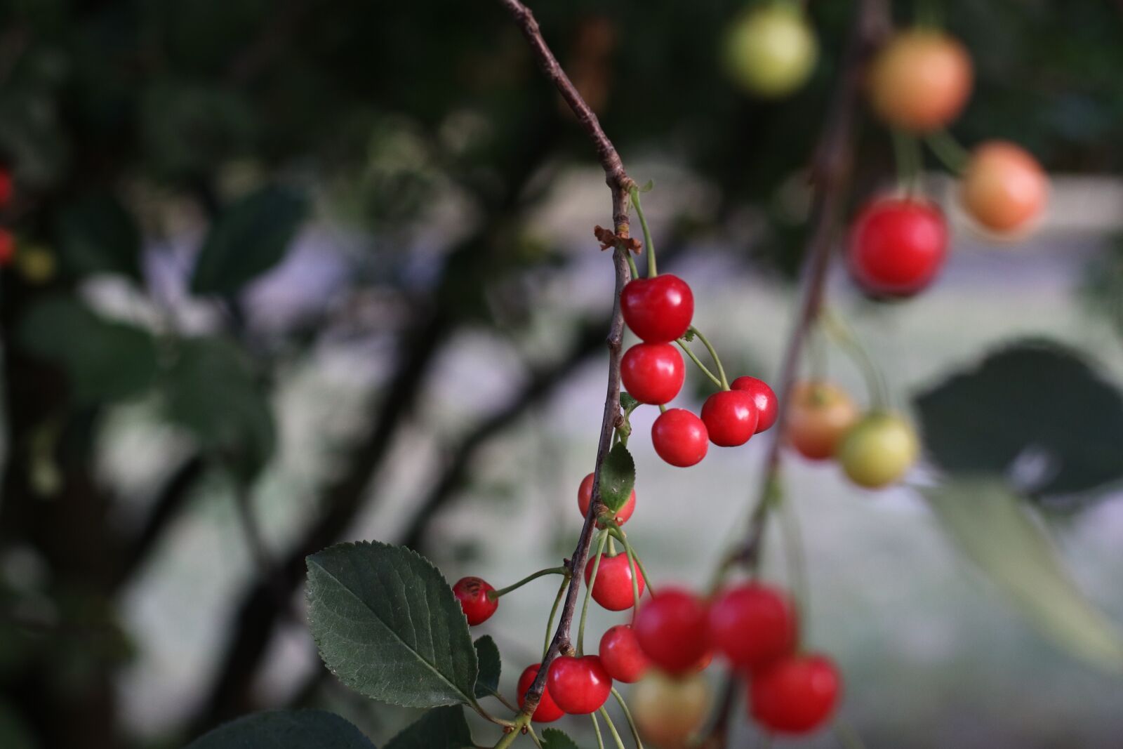 Canon EF 50mm F1.4 USM sample photo. Cherries, fruit, red photography