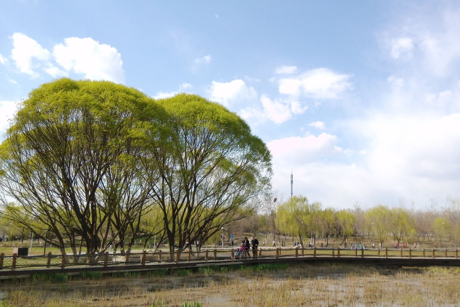 Xiaomi MI3 sample photo. Tree, sky, clouds photography