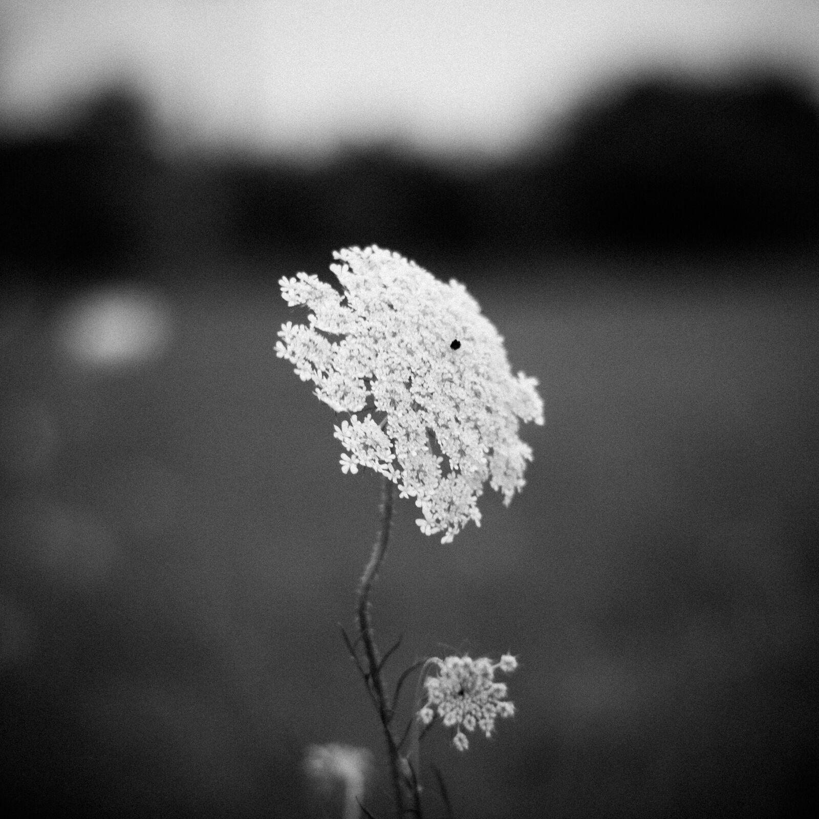 Canon EOS 750D (EOS Rebel T6i / EOS Kiss X8i) sample photo. Black, and, white, flower photography