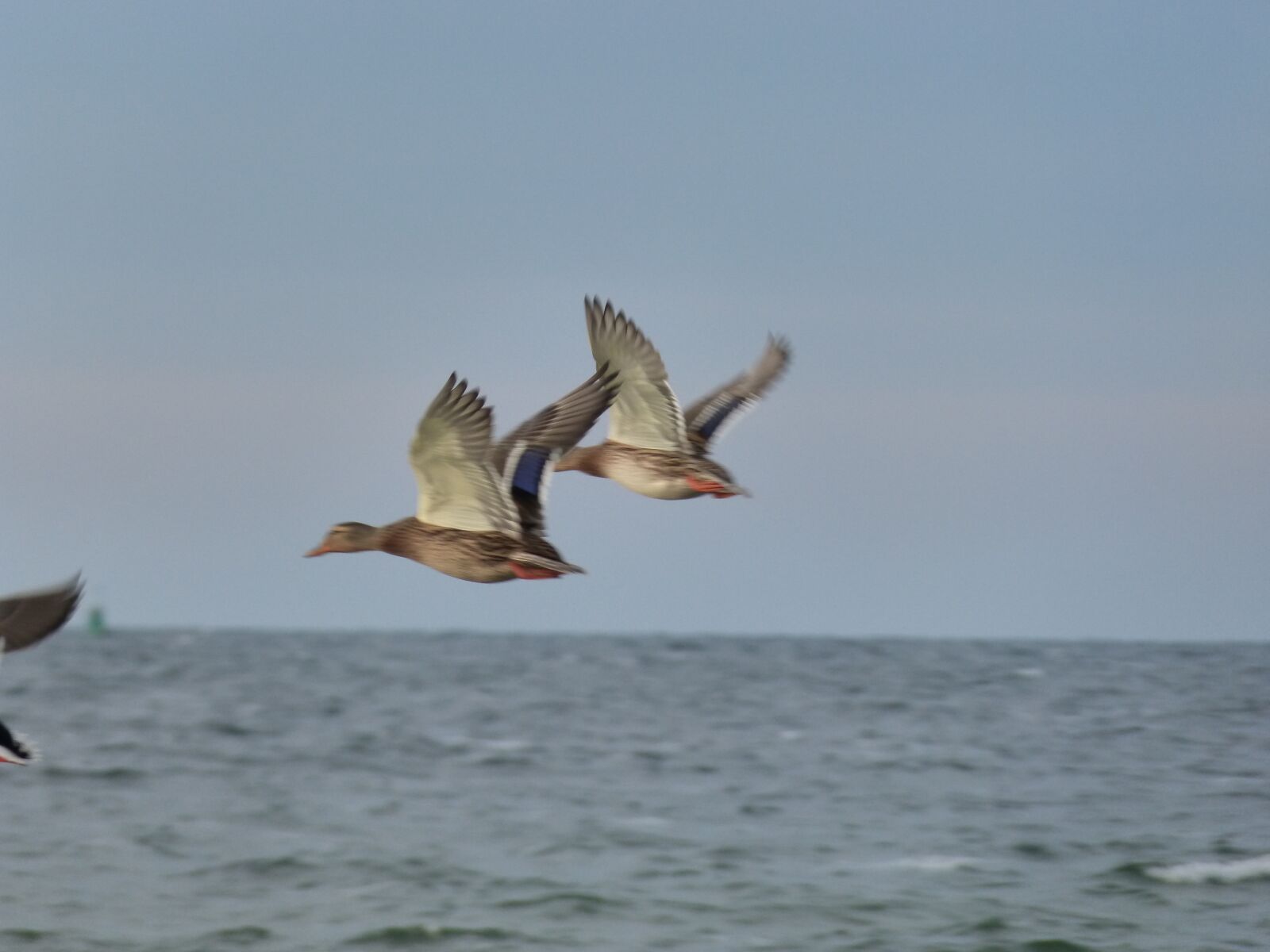 Panasonic DMC-FZ62 sample photo. Geese, sea, coast photography