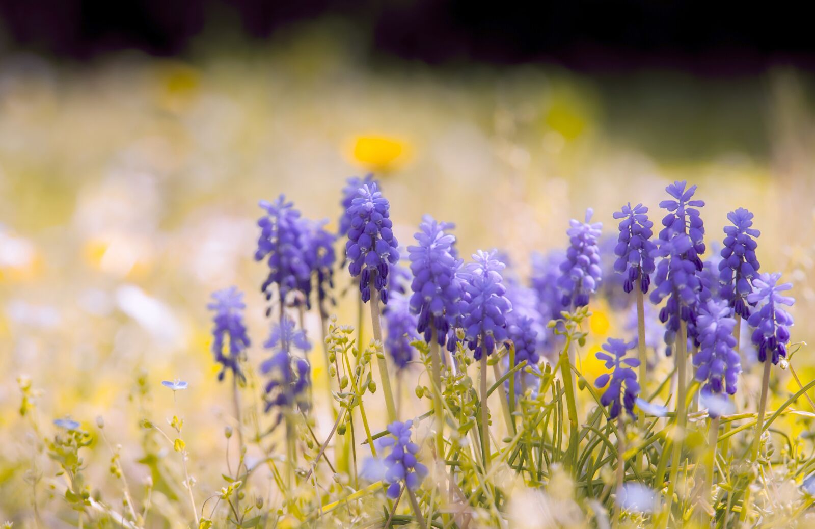 Nikon D700 sample photo. Colorful, flowers, botany photography