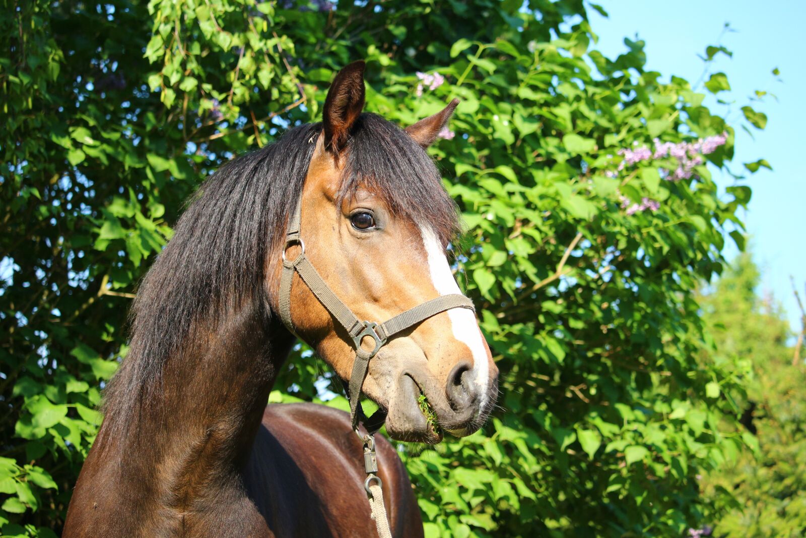Canon EOS 100D (EOS Rebel SL1 / EOS Kiss X7) sample photo. Horse, pony, brown photography