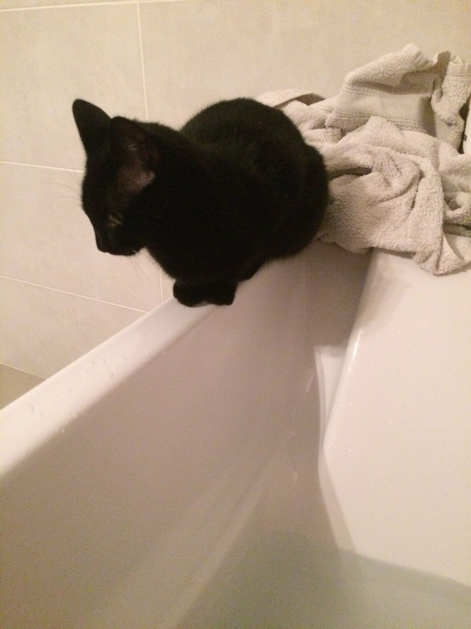 iPhone 5s back camera 4.15mm f/2.2 sample photo. Cat, bath, water photography
