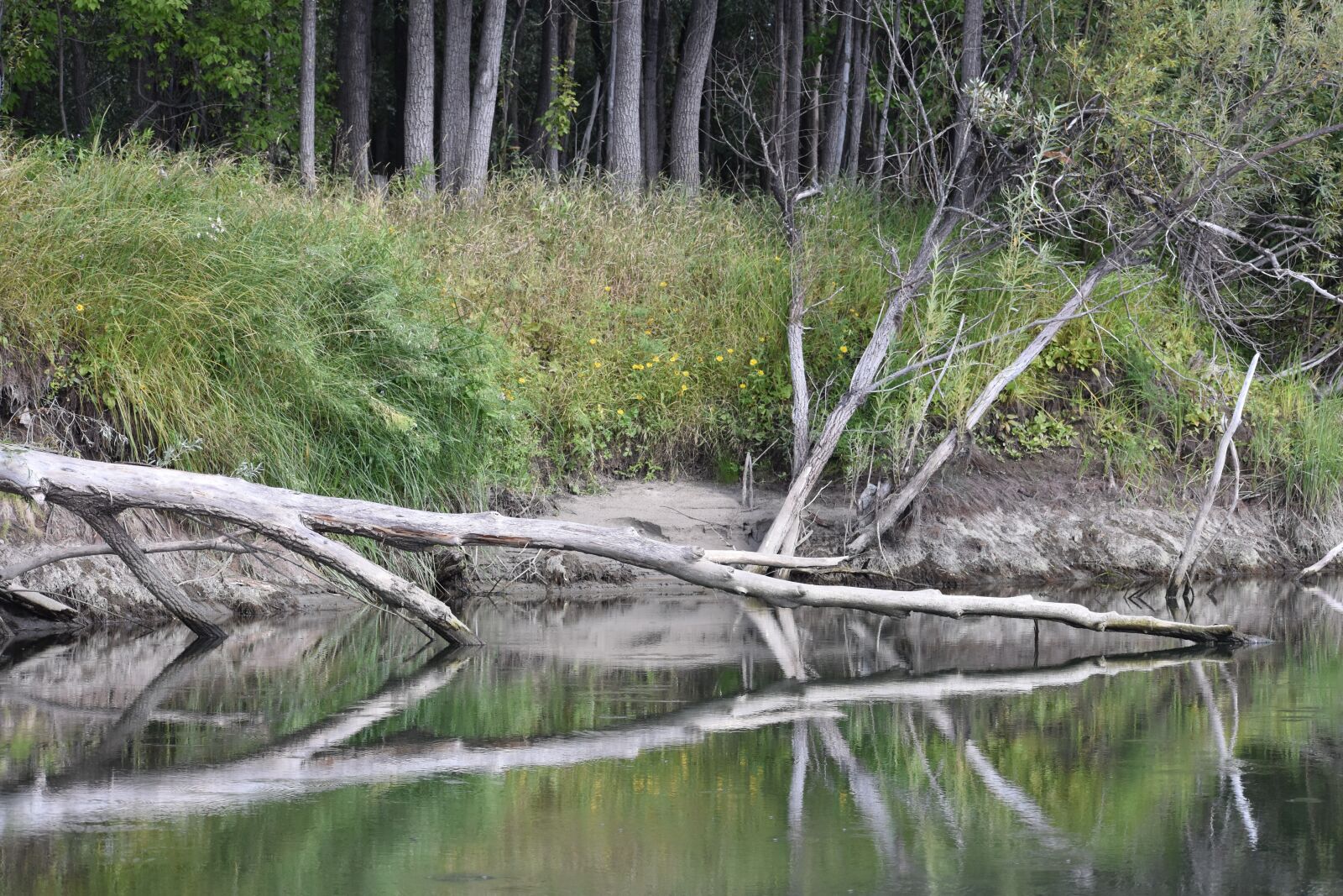 Nikon D3400 sample photo. Forest, landscape, woods photography