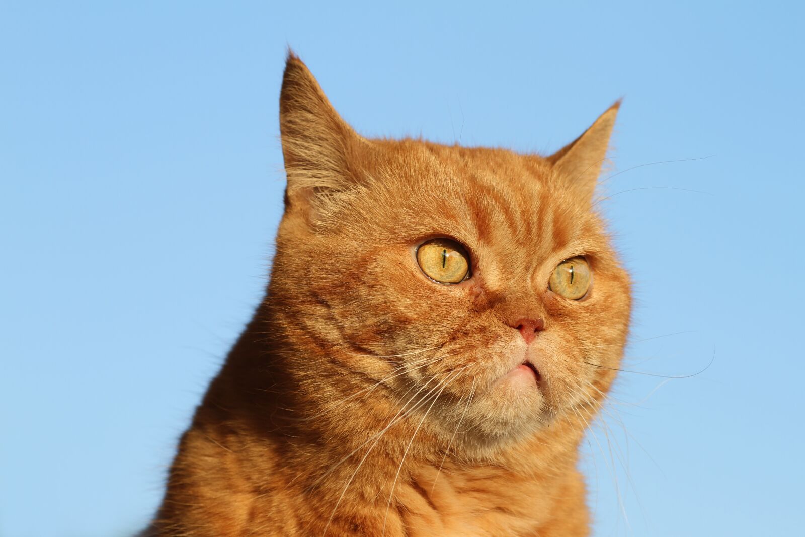 Canon EOS 7D sample photo. Cat, red, eyes photography