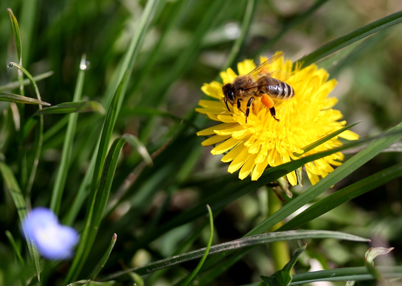Canon EF-S 60mm F2.8 Macro USM sample photo. Dandelion, bee, yellow photography