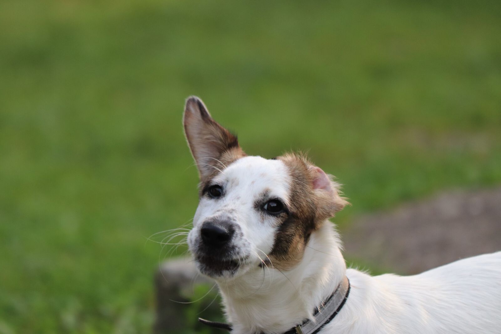 Canon EF 70-300 F4-5.6 IS II USM sample photo. Dog, pets, puppy photography