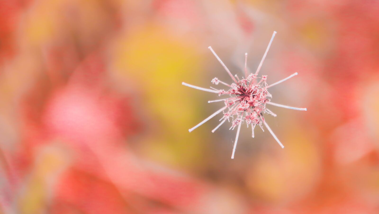 Canon EOS 70D sample photo. Flower, star, pastel photography