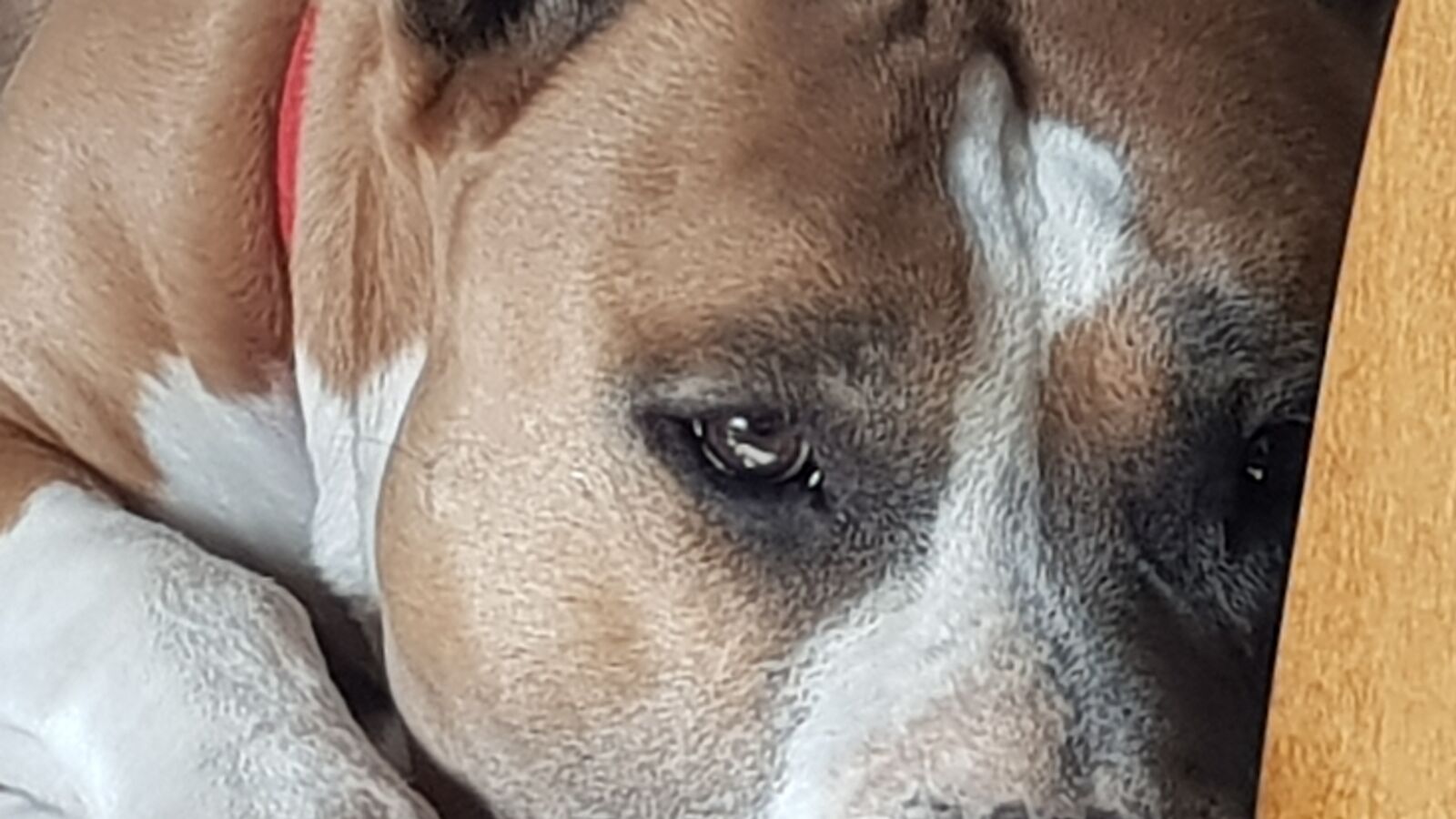 Samsung Galaxy S8+ sample photo. Dog, friend photography