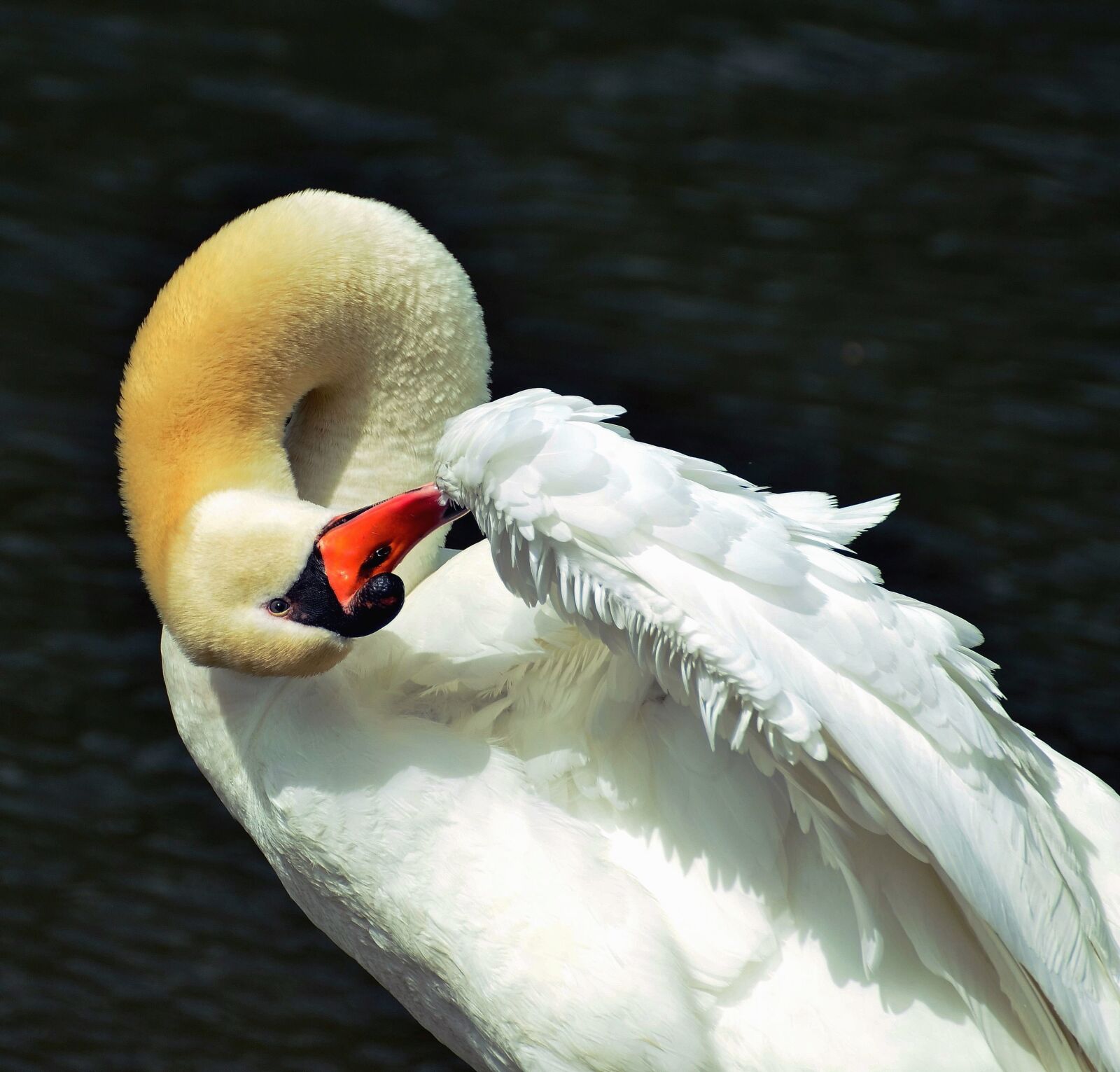 Nikon D5100 sample photo. Feather, water, lake, swan photography