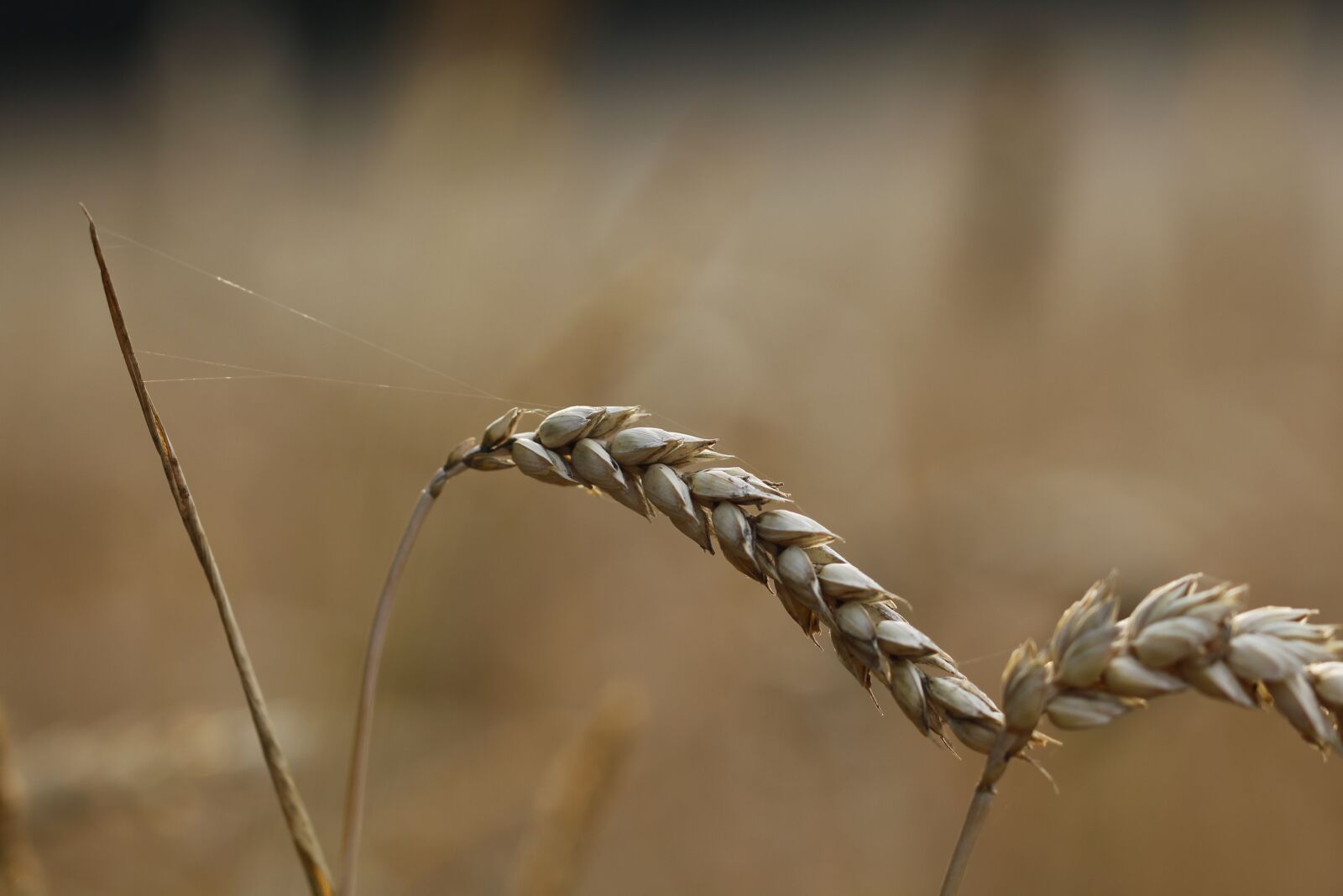Canon EOS 700D (EOS Rebel T5i / EOS Kiss X7i) sample photo. Cornfield, wheat, grain photography
