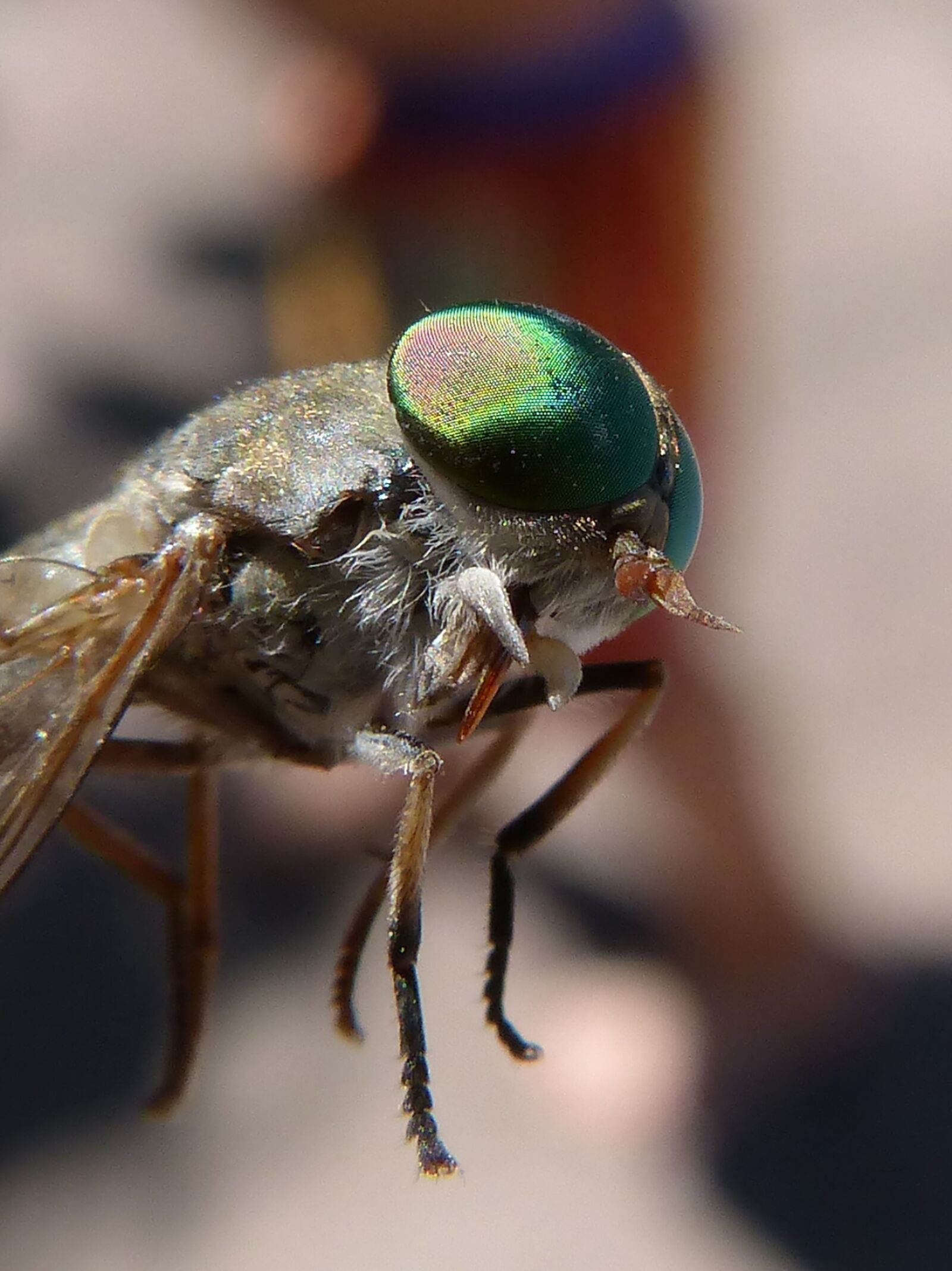 Panasonic DMC-FZ62 sample photo. Horsefly, compound eye, tabanid photography