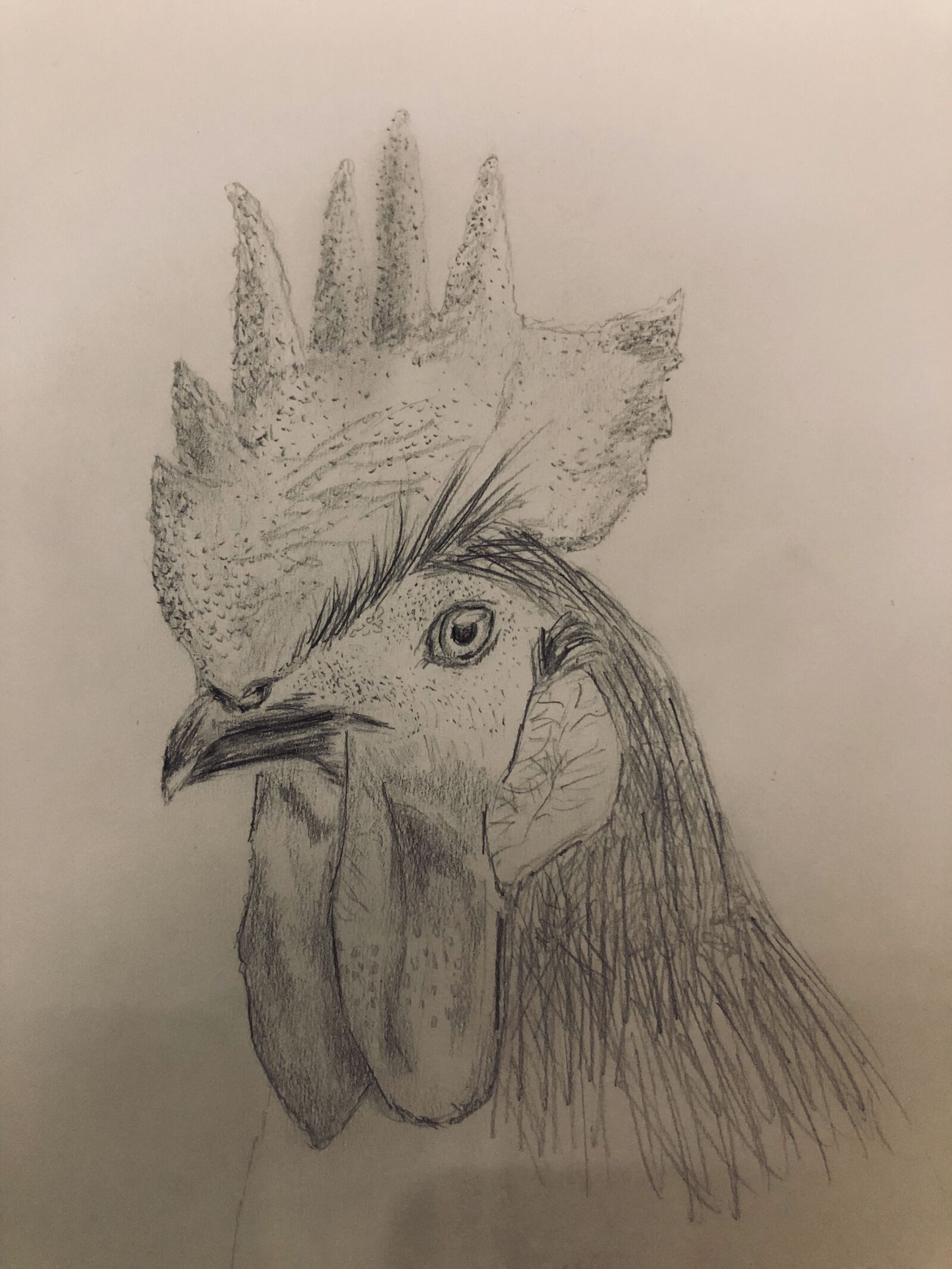 iPhone 8 back camera 3.99mm f/1.8 sample photo. Hahn, drawing, pencil photography