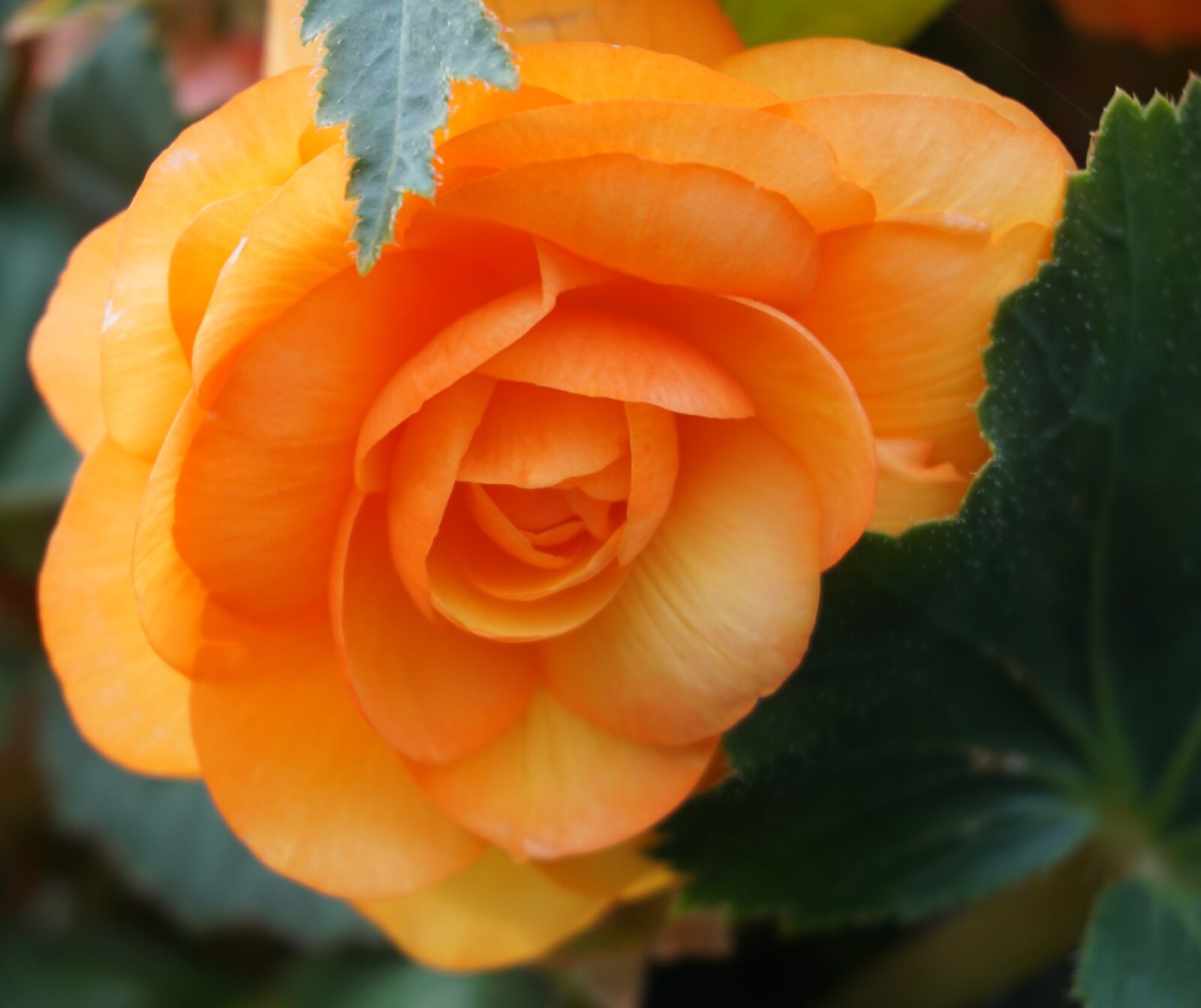 Sony a6000 sample photo. Begonia, blossom, bloom photography