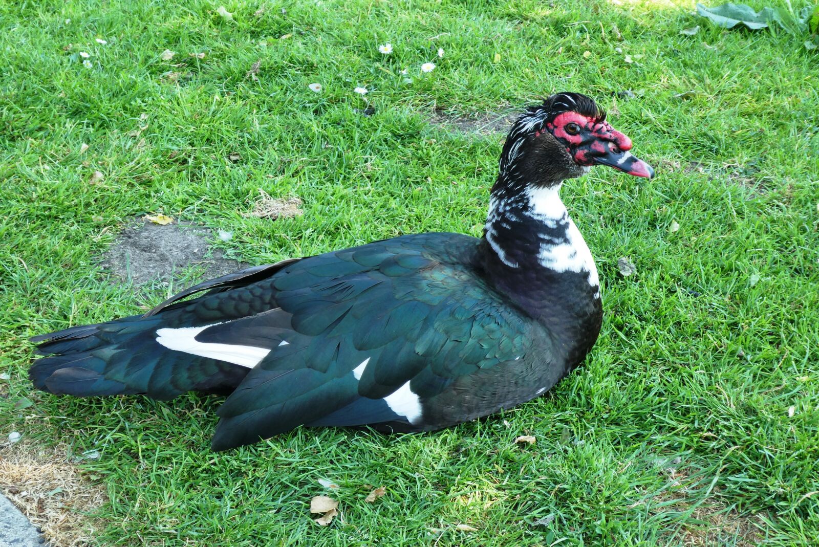 Panasonic Lumix DC-ZS70 (Lumix DC-TZ90) sample photo. Black duck, muscovy duck photography