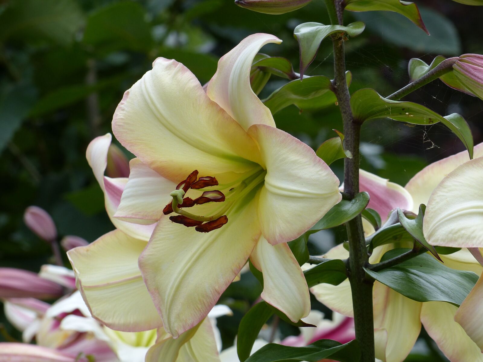 Panasonic Lumix DMC-FZ200 sample photo. Lilies, flowers, colors photography