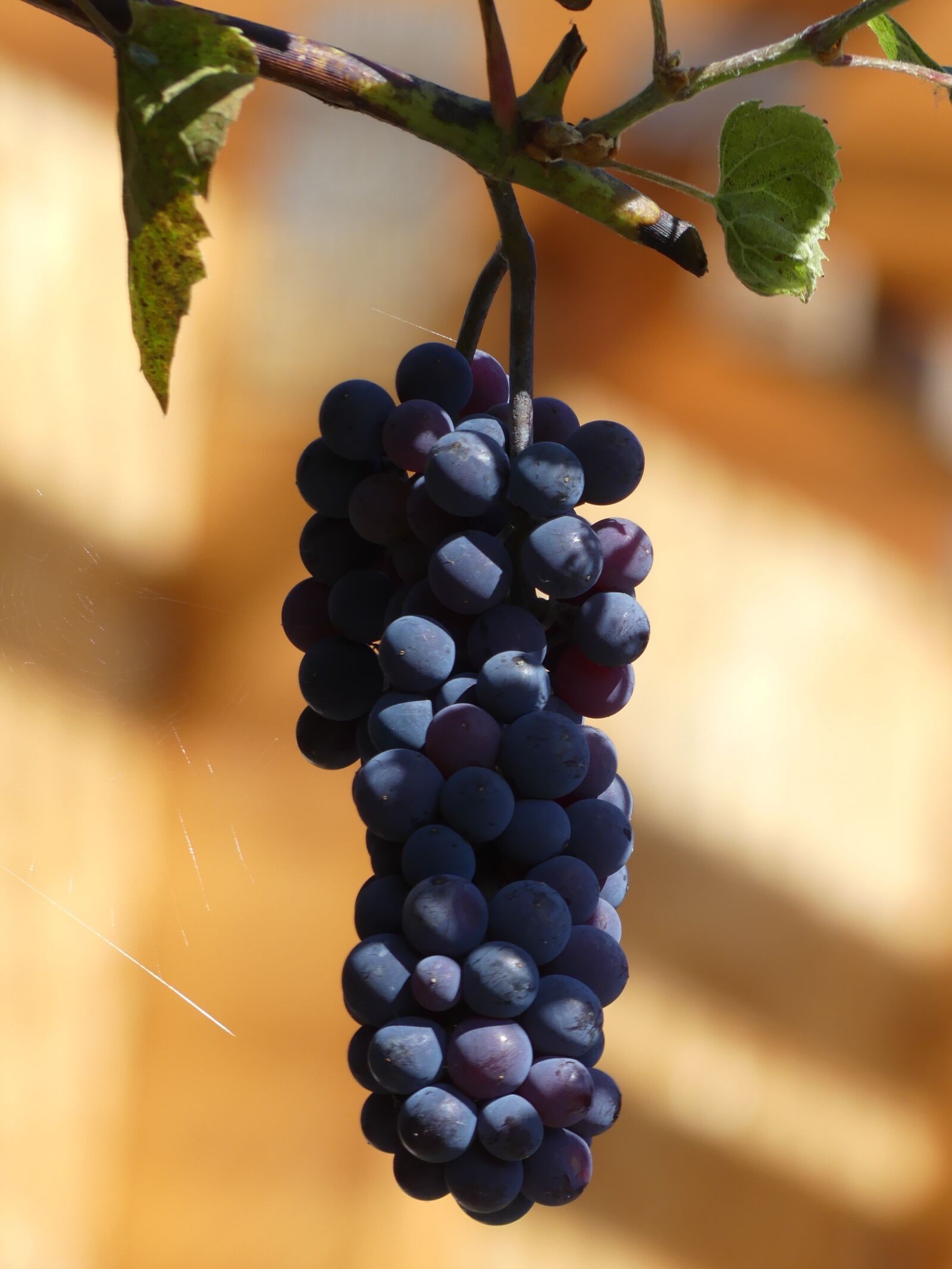 Panasonic Lumix DMC-FZ300 sample photo. Grape, wine, grapevine photography