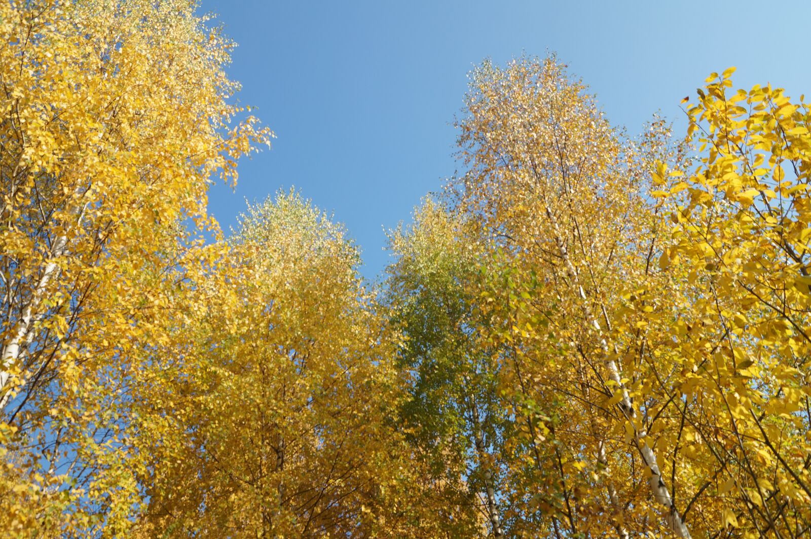 Sony SLT-A57 sample photo. Yellow leaves, blue sky photography
