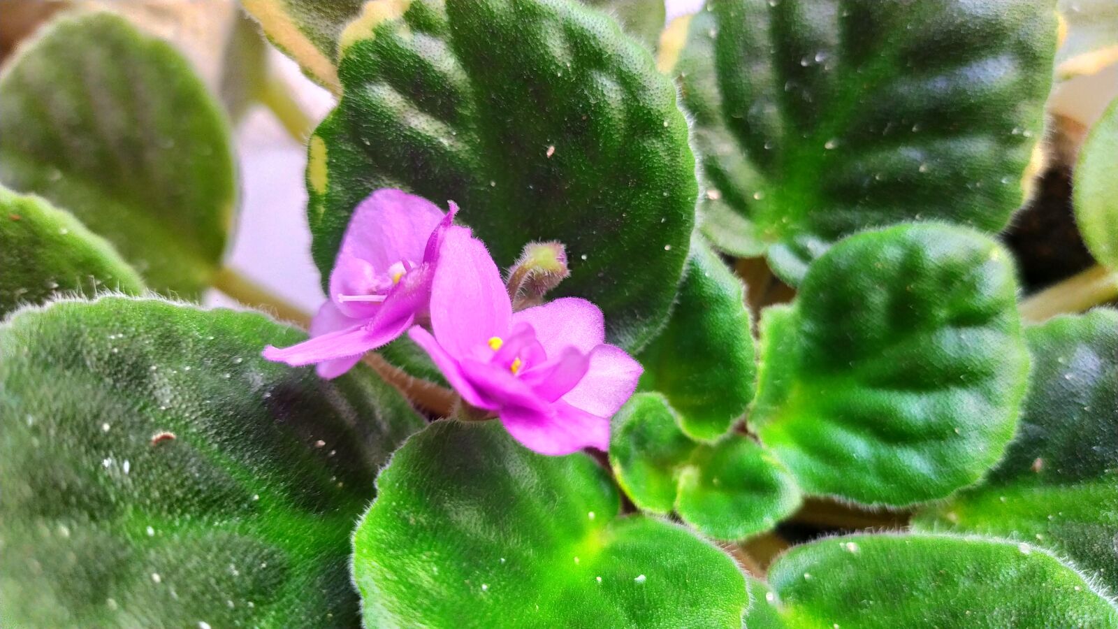 Xiaomi Redmi Note 7 sample photo. Violet, flowers, leaf photography