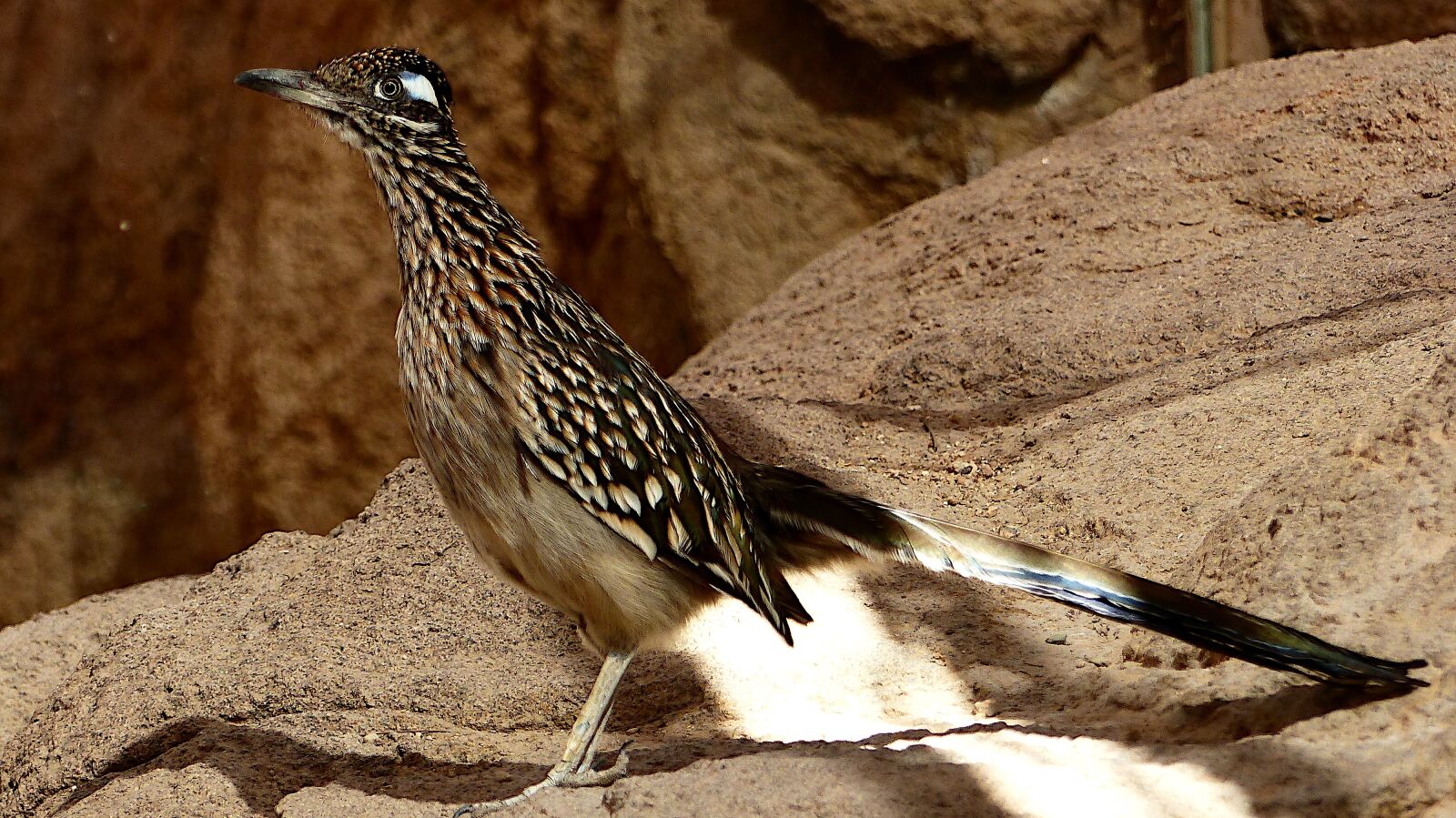 Panasonic Lumix DMC-FZ200 sample photo. Animal, birds, runner photography