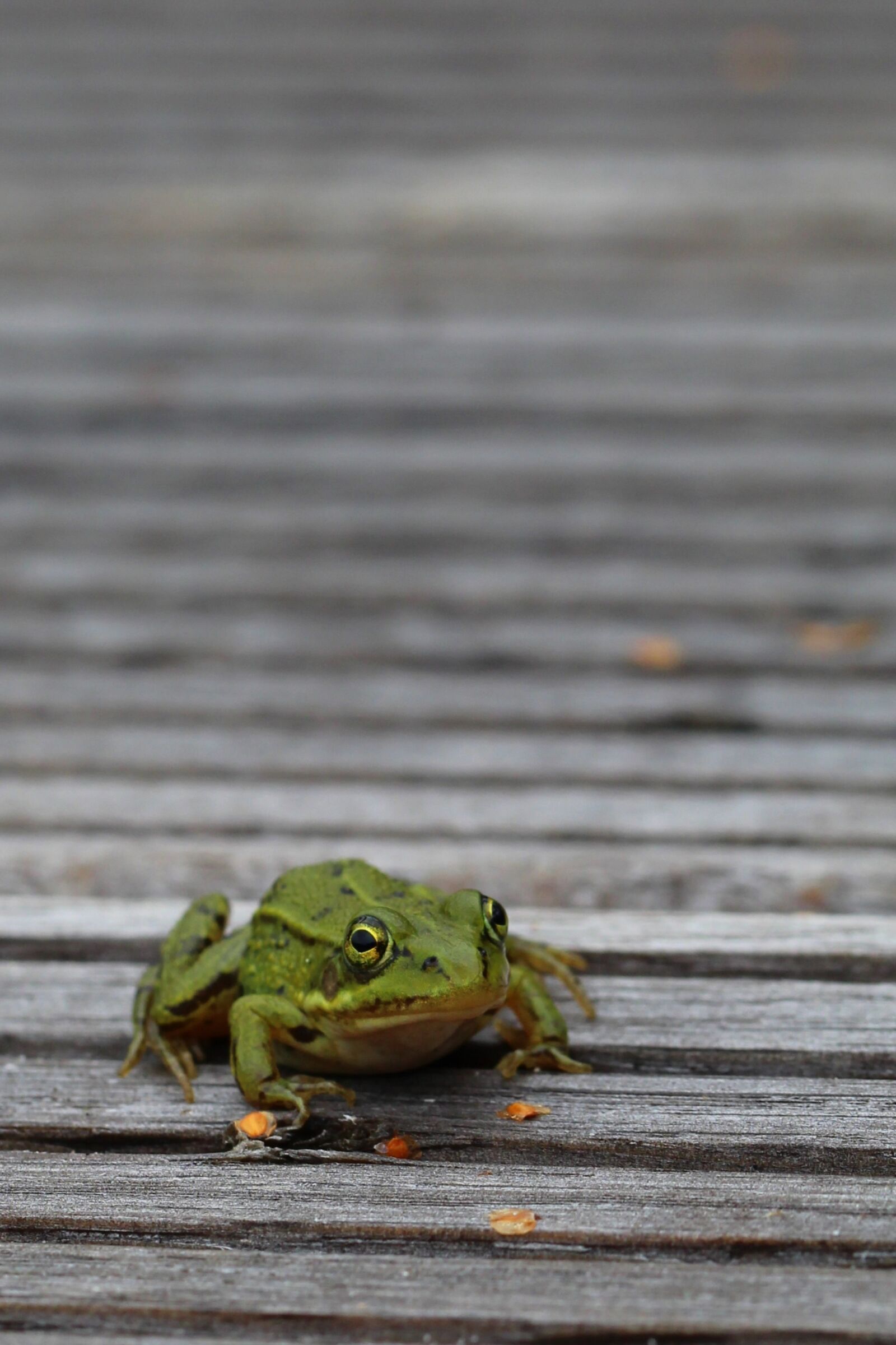 Canon EOS 600D (Rebel EOS T3i / EOS Kiss X5) + Canon EF 100mm F2.8L Macro IS USM sample photo. Frog, autumn, animal photography