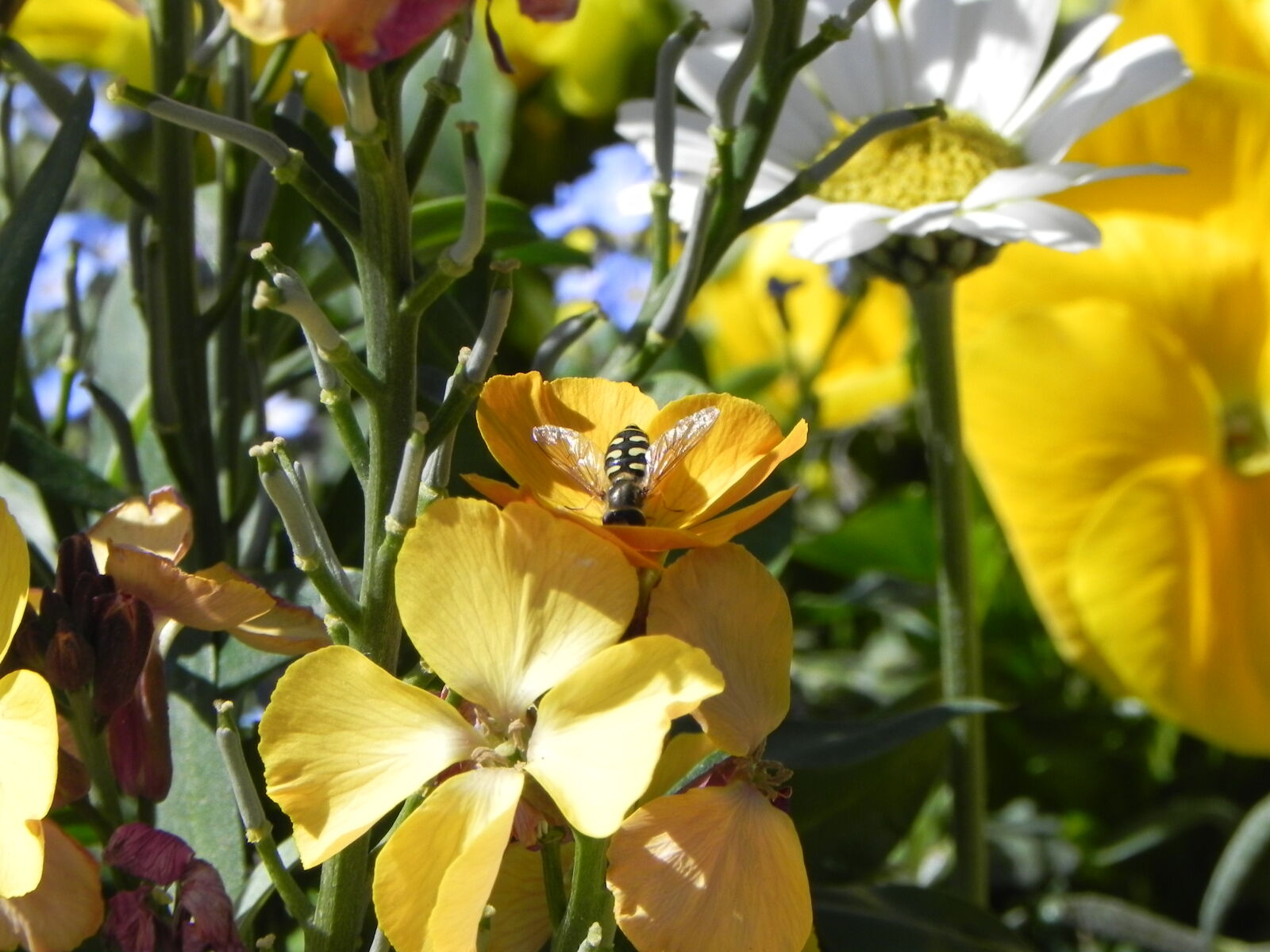 Nikon Coolpix P100 sample photo. Bee, summer, yellow, flower photography