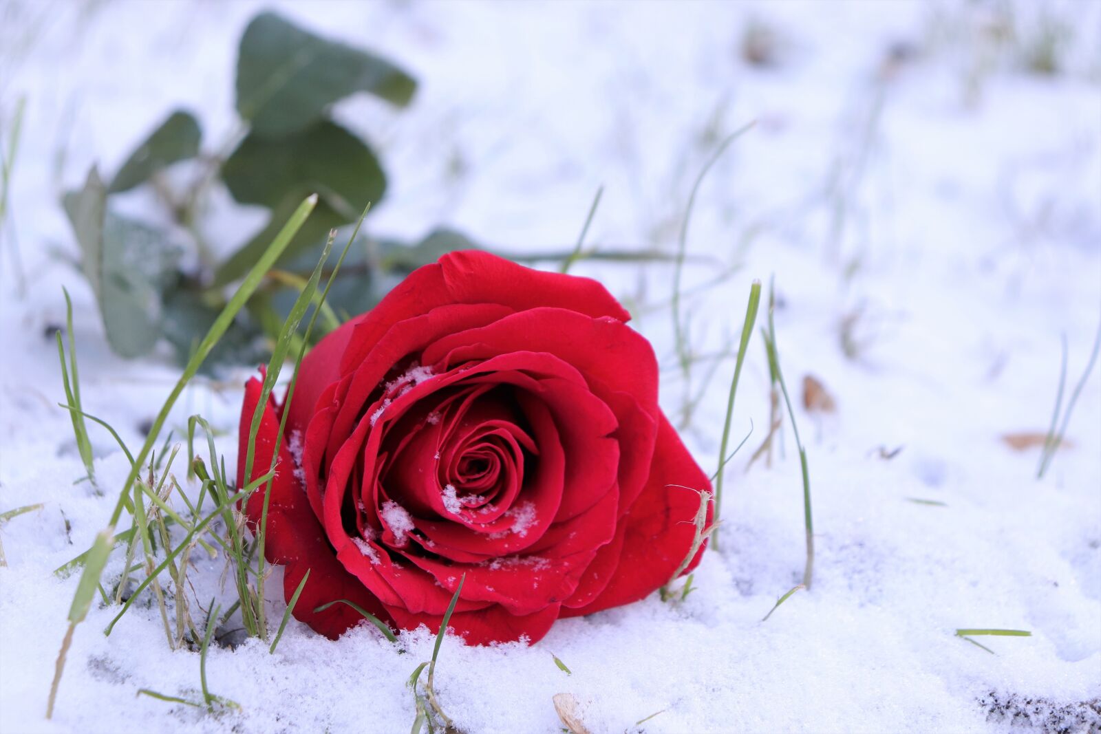 Canon EOS 200D (EOS Rebel SL2 / EOS Kiss X9) sample photo. Red rose in snow photography