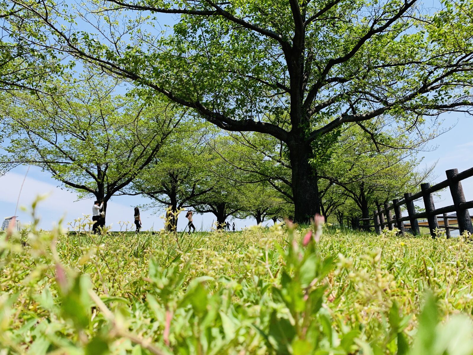 iPhone XS Max back dual camera 4.25mm f/1.8 sample photo. Meadow, clear, wood photography