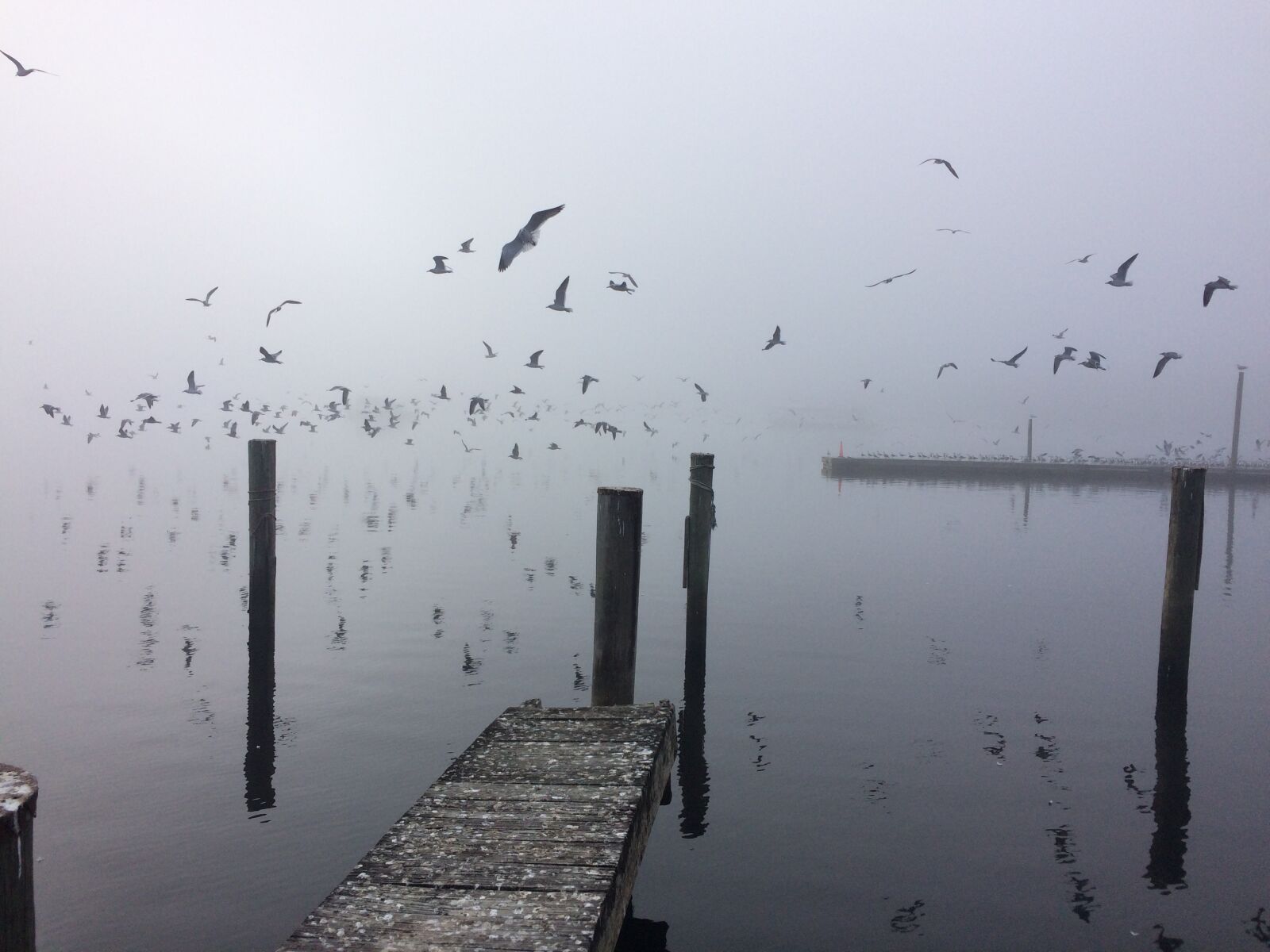 iPhone 5s back camera 4.15mm f/2.2 sample photo. Florida, seagulls, lake photography