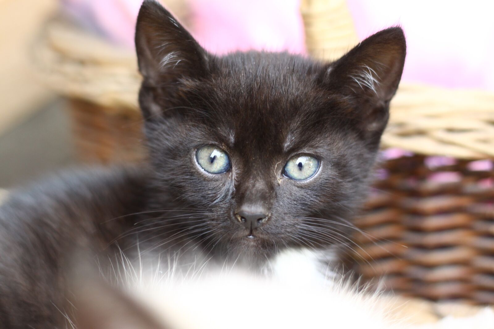 Canon EOS 50D sample photo. Kitten, black, feline photography