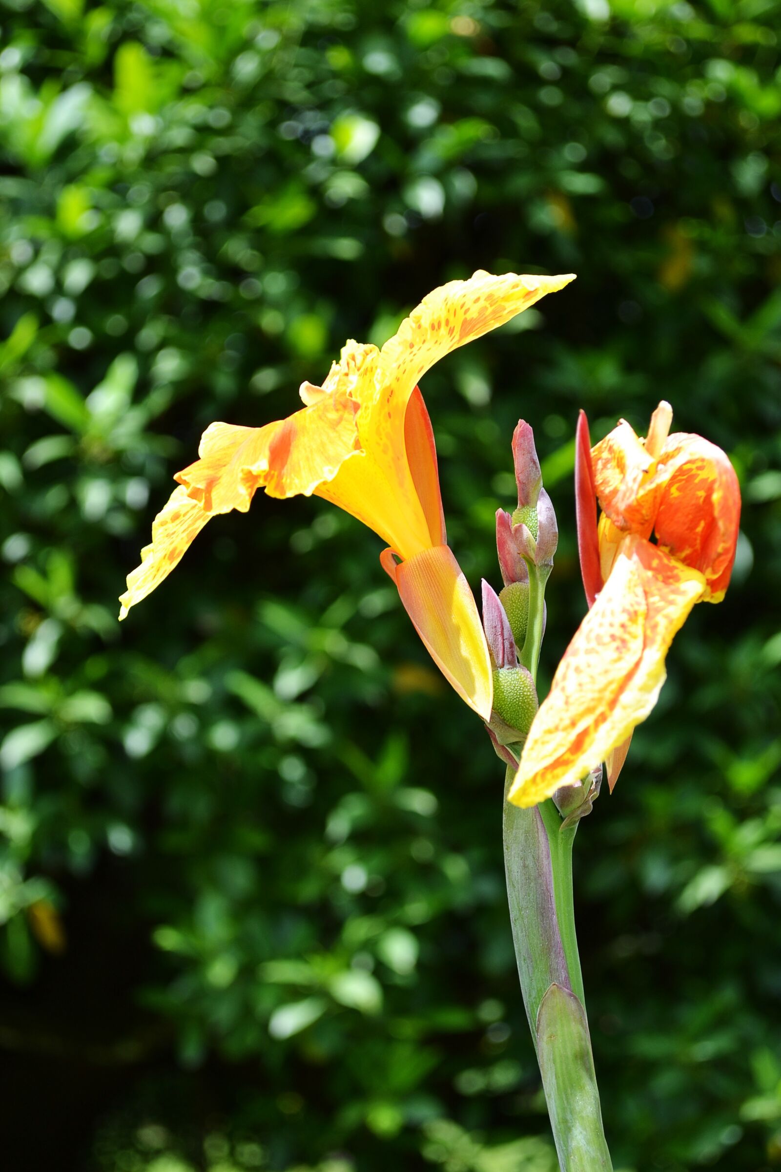 Nikon D3100 sample photo. Yellow flower, flowers, nature photography