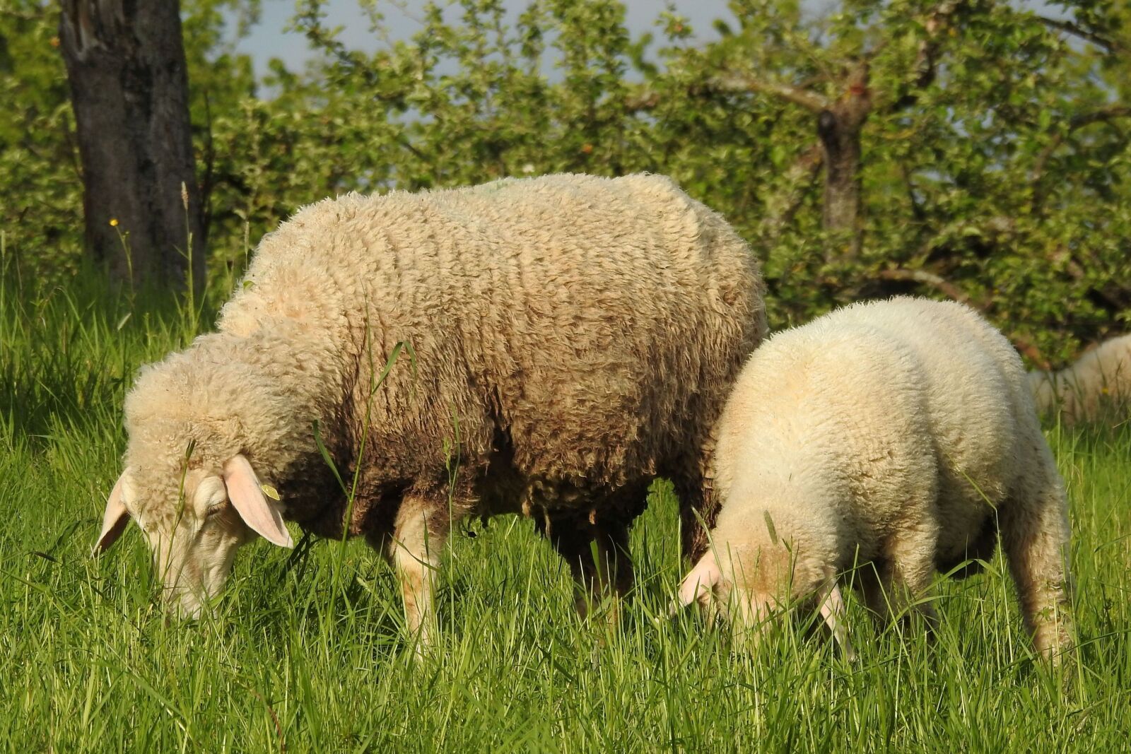 Nikon Coolpix P900 sample photo. Sheep, lamb, graze photography
