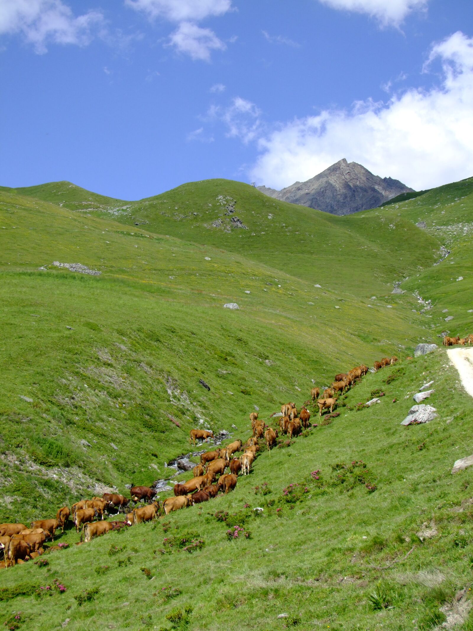 Fujifilm FinePix S100fs sample photo. Alps, cows, mountains photography