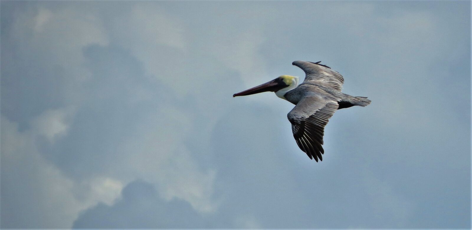 Canon PowerShot SX50 HS sample photo. Pelican, flying, bird photography