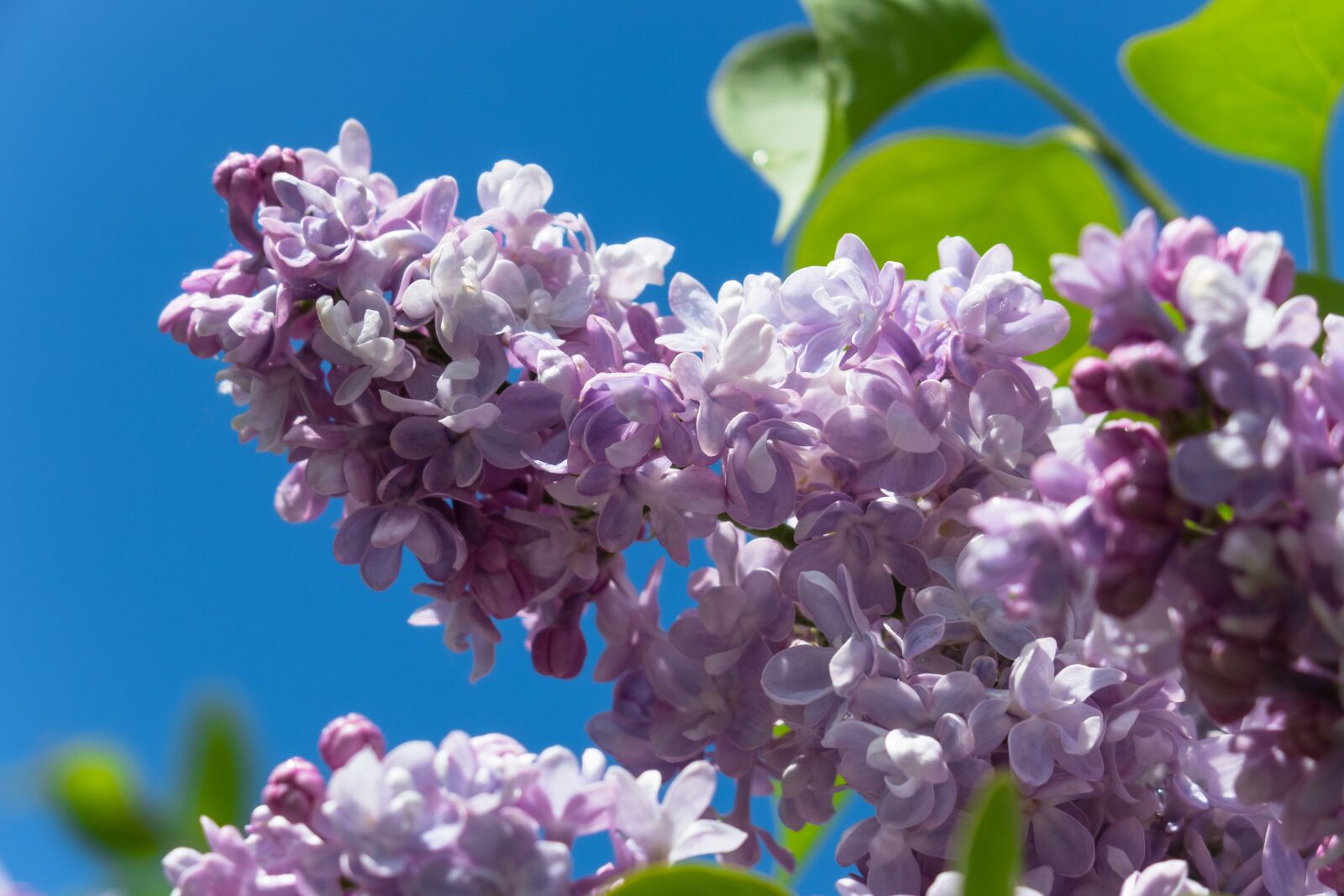 Canon PowerShot G3 X sample photo. Lilac, purple, flowers photography