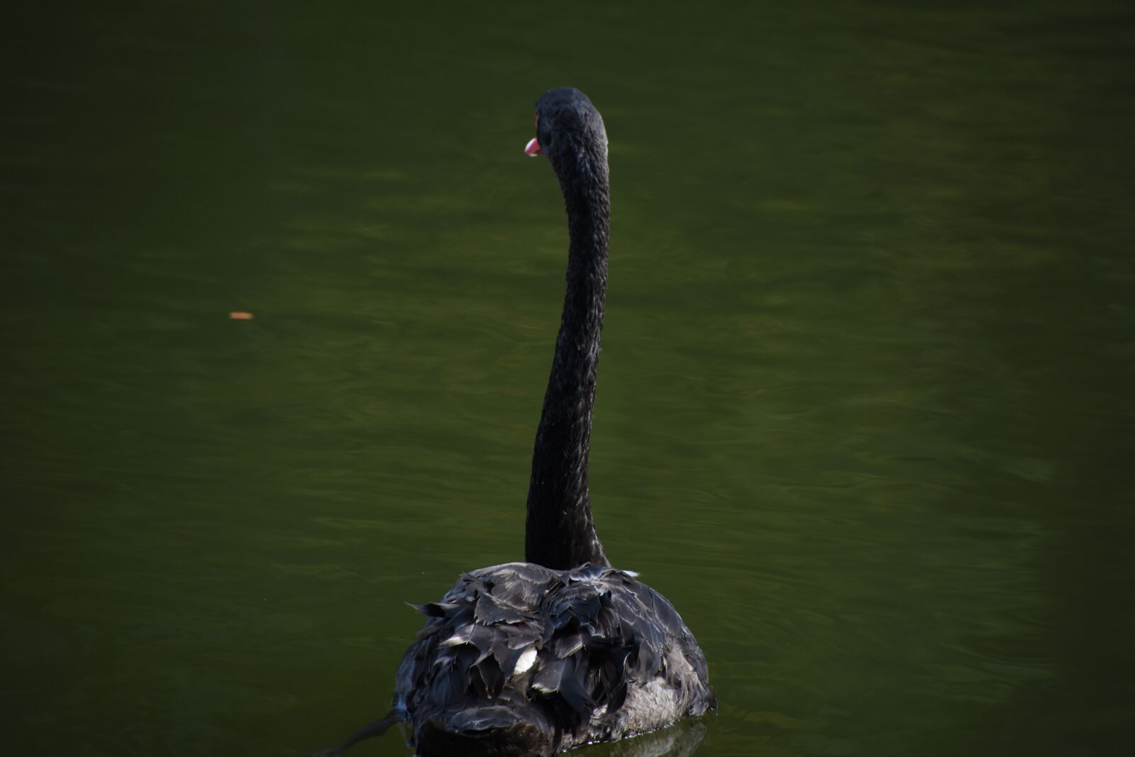 Nikon D7200 sample photo. Black swan, waterfowl, swim photography