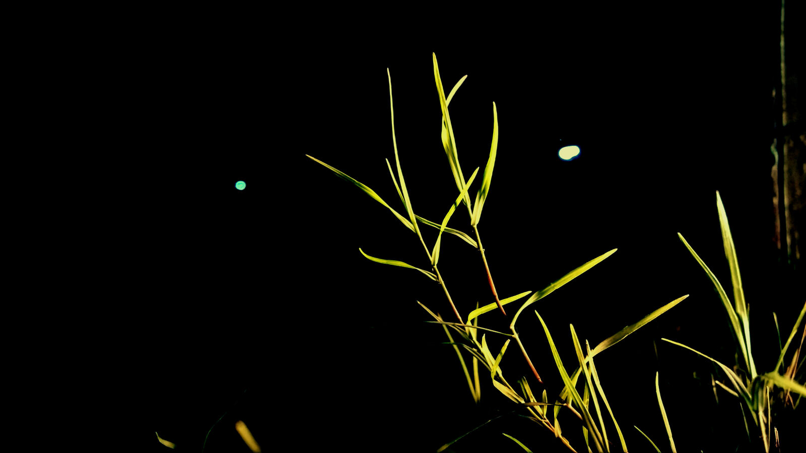 Xiaomi MI3 sample photo. Grass, green, grass, night photography