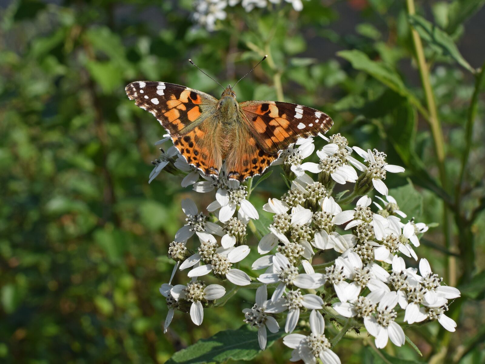Nikon D3300 sample photo. American lady butterfly, insect photography