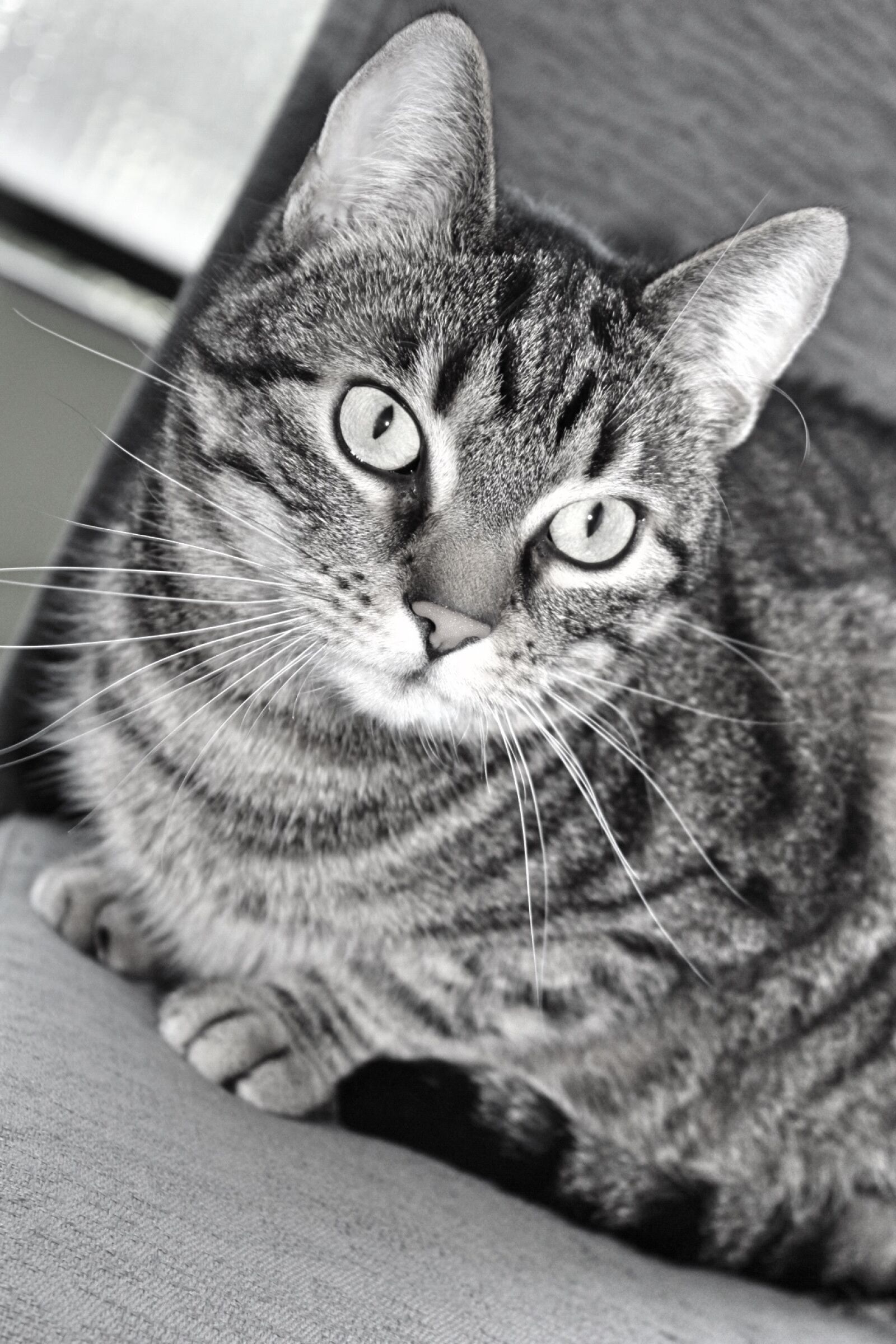 Canon EOS 1300D (EOS Rebel T6 / EOS Kiss X80) sample photo. Cat, black and white photography