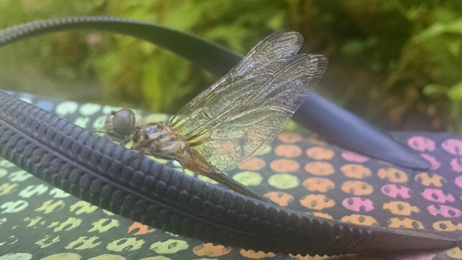 Motorola Moto X (1st Gen) sample photo. Animal, dragonfly, insect, nature photography