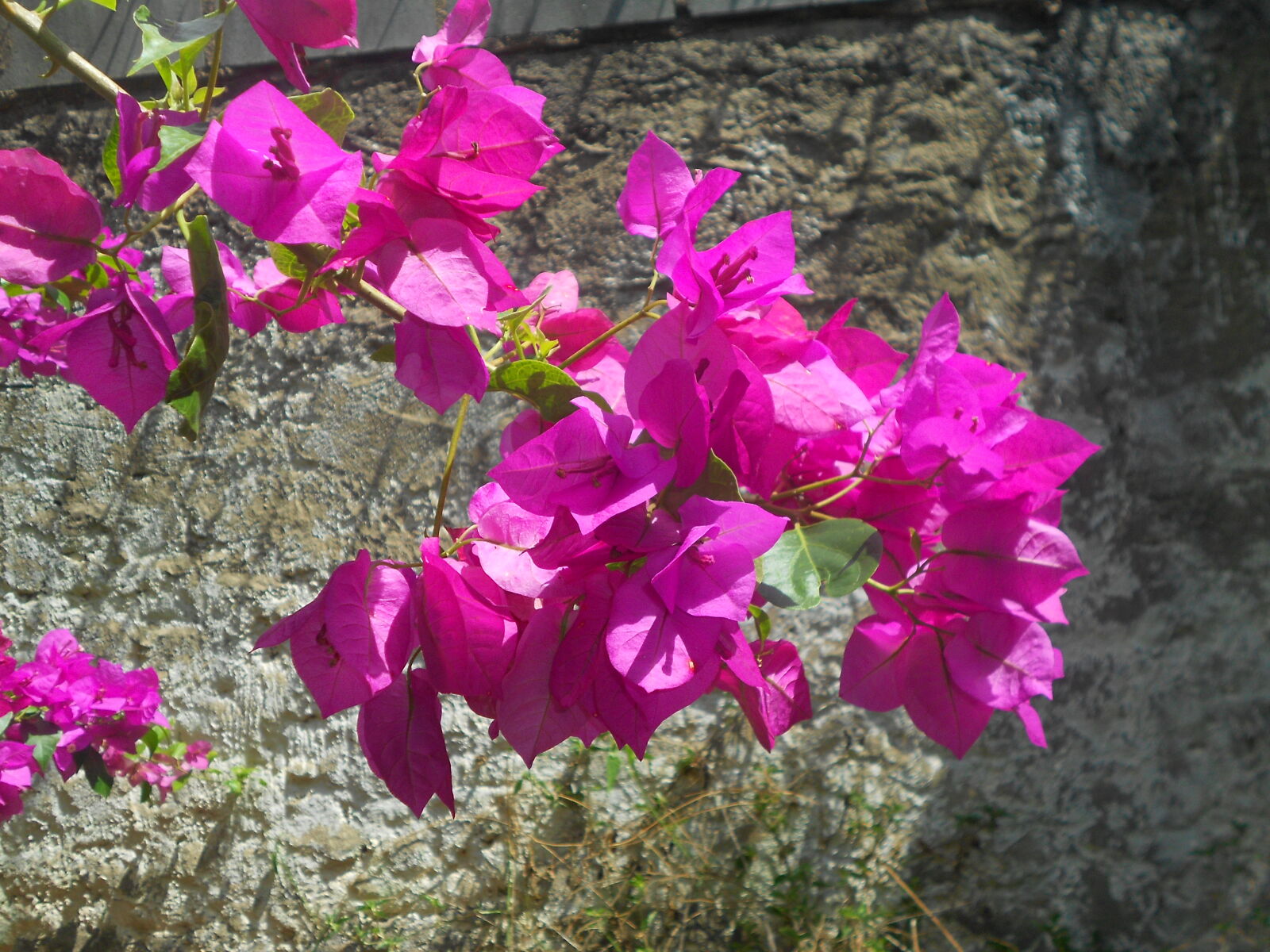 Nikon COOLPIX S2600 sample photo