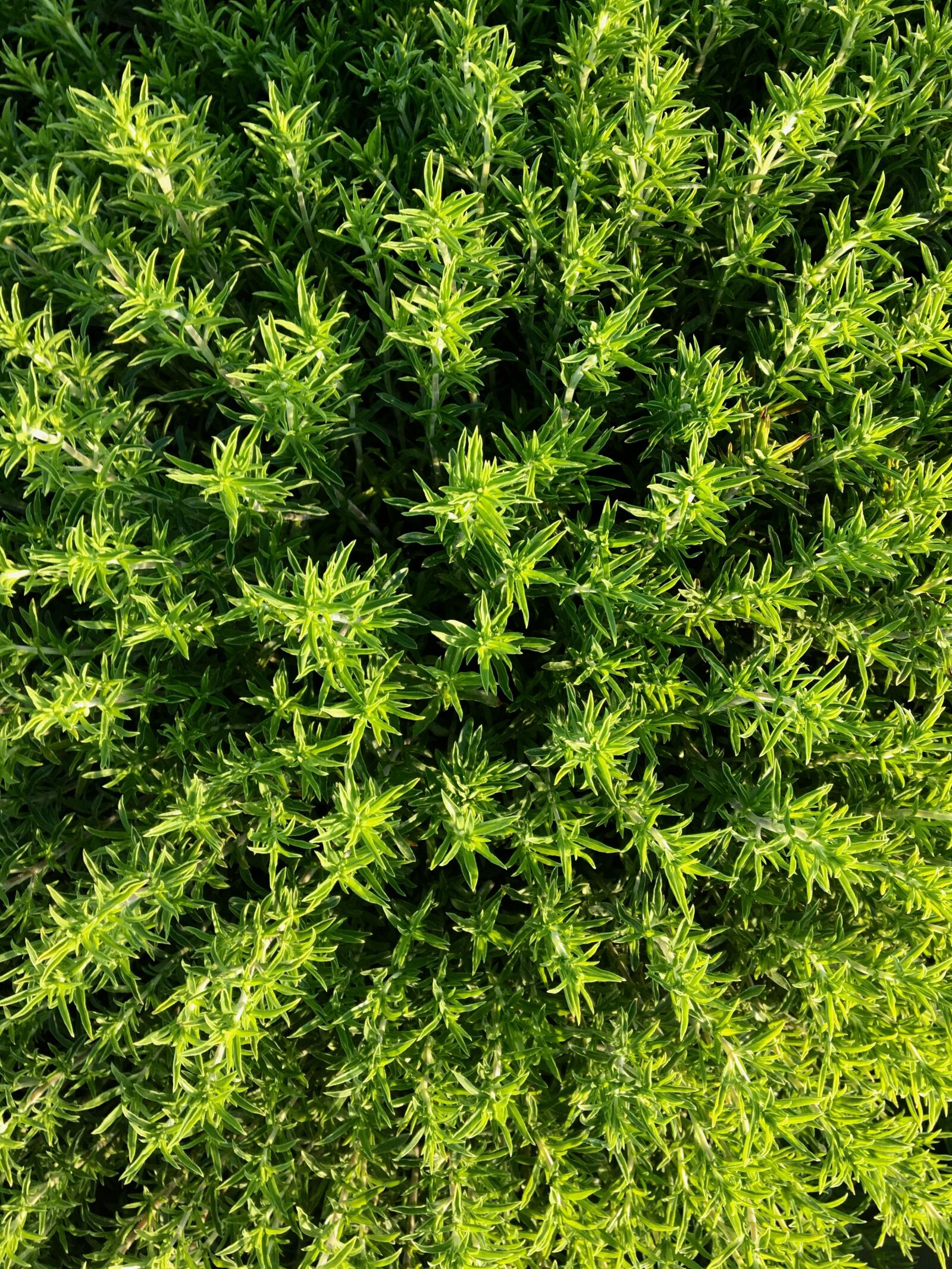 Apple iPhone 6s sample photo. Thyme, plant, herbs photography