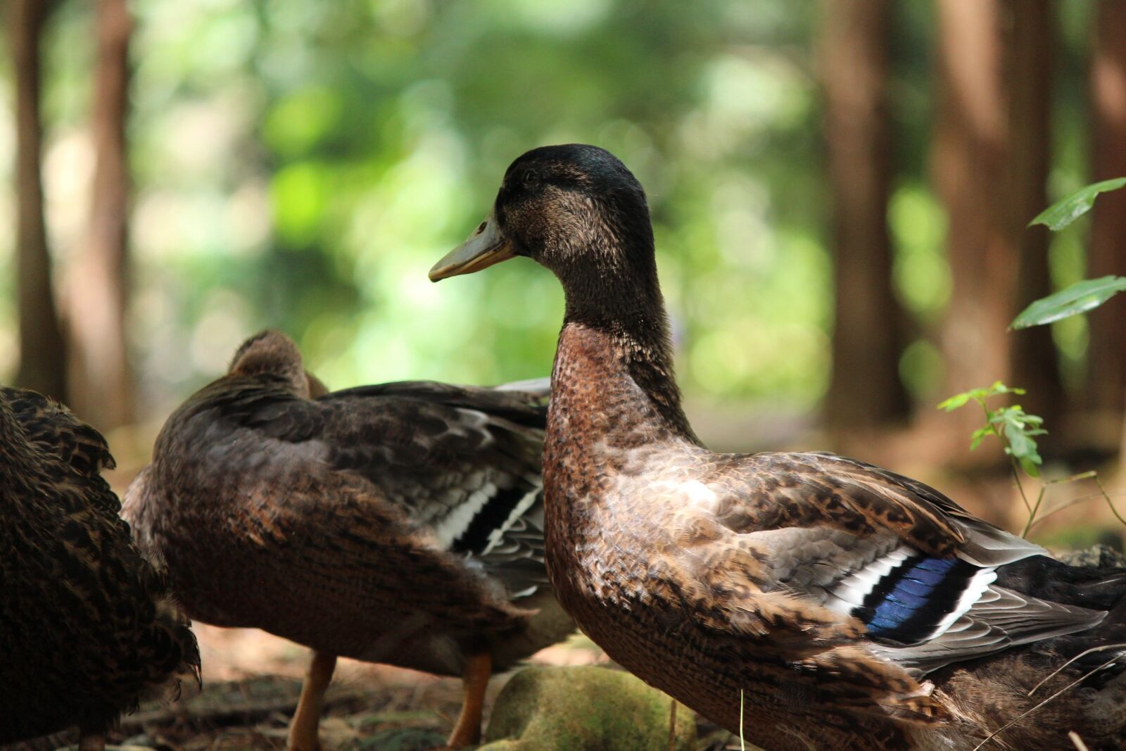 Canon EOS 650D (EOS Rebel T4i / EOS Kiss X6i) sample photo. Duck, birds, natural photography